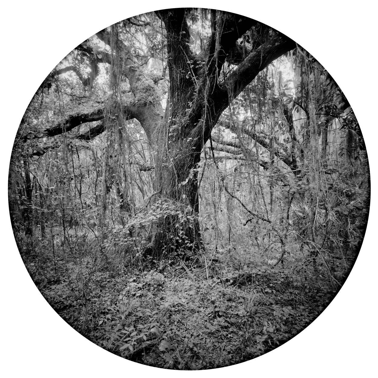 Circles-2016-#17-neg-4-wp.jpg