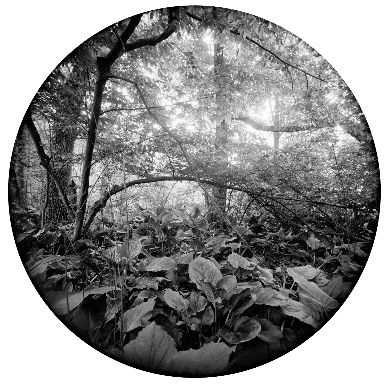 Circles-2016-#18-neg-2-wp.jpg