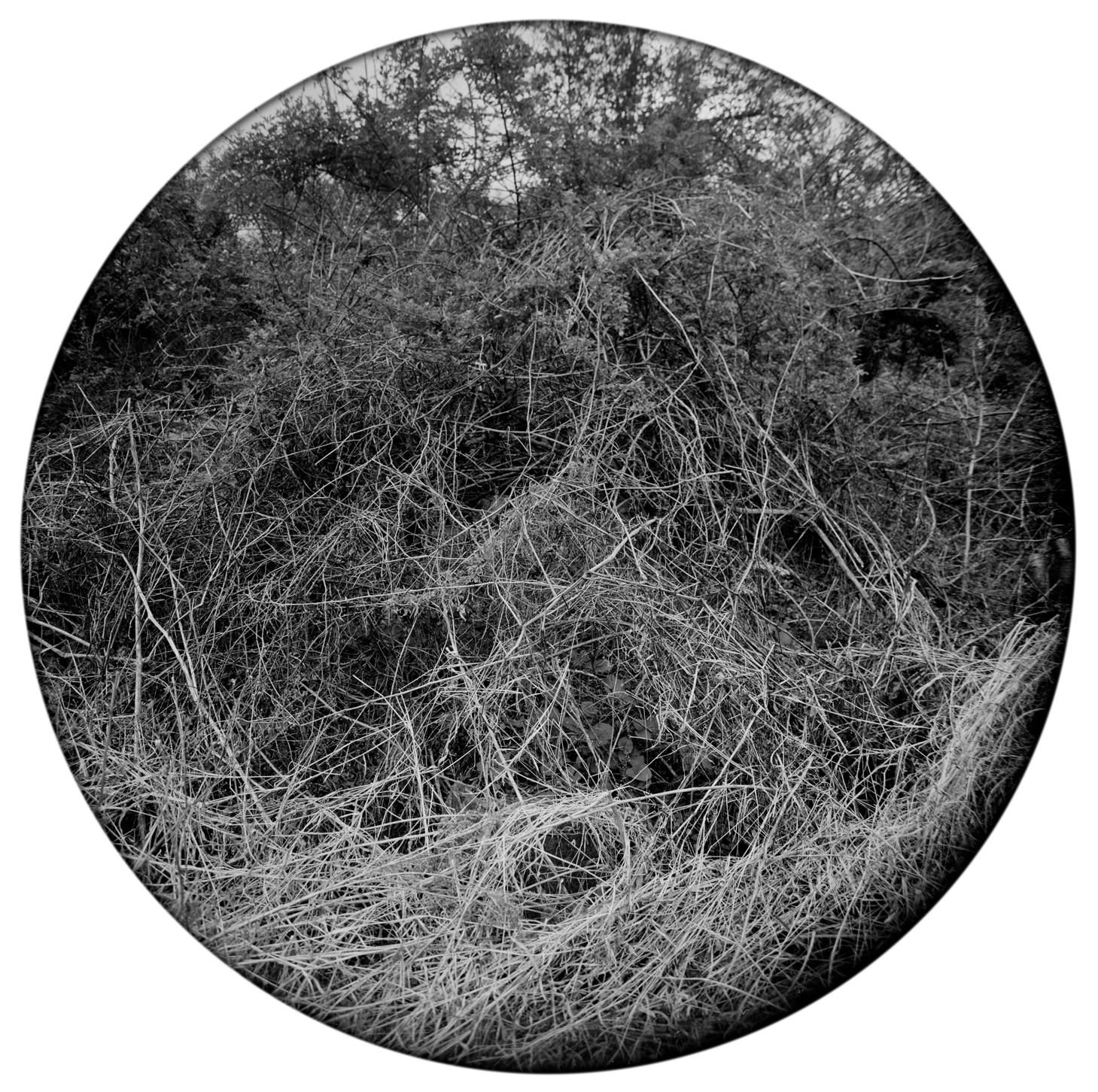 Circles-2017-#11-Neg-4-wp.jpg