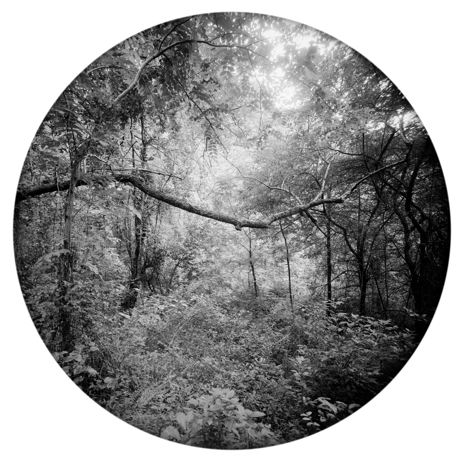 Circles-2017-#18-Neg-4-wp.jpg