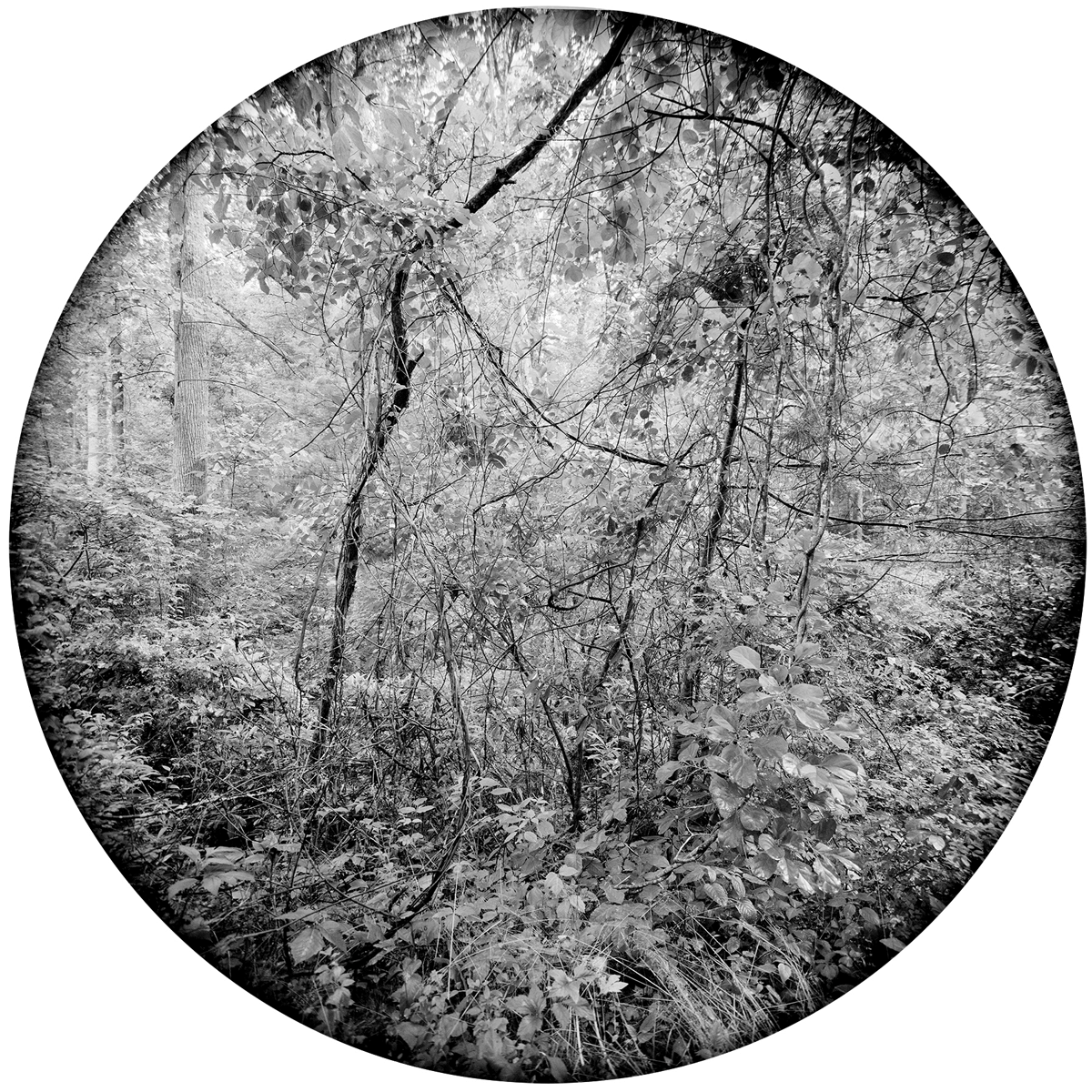 Enveloping-Landscape-#2.png
