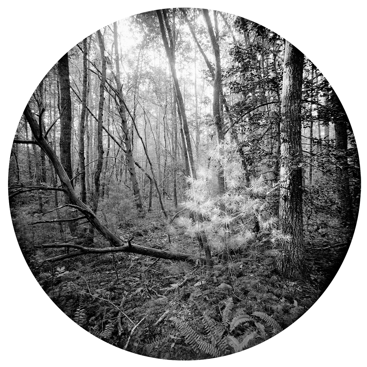 Enveloping-Landscape-#4.png