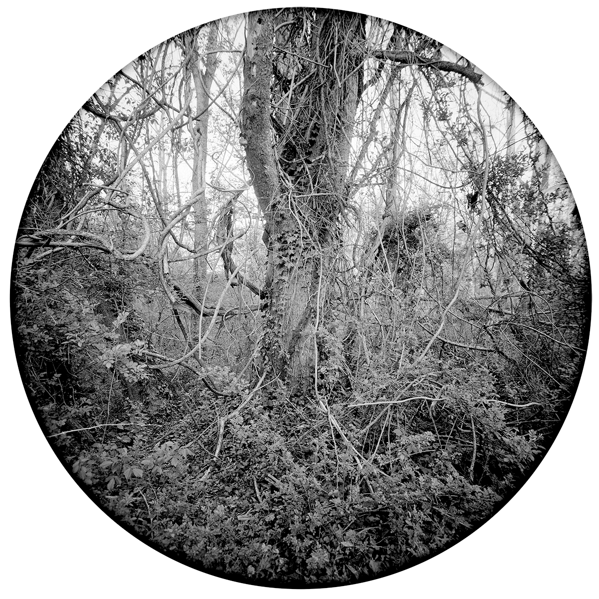 Enveloping-Landscape-#9.png