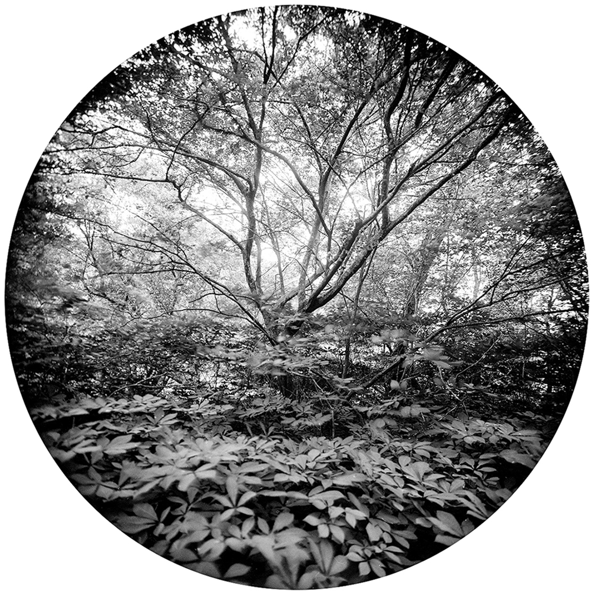 Enveloping-Landscape-#11.png
