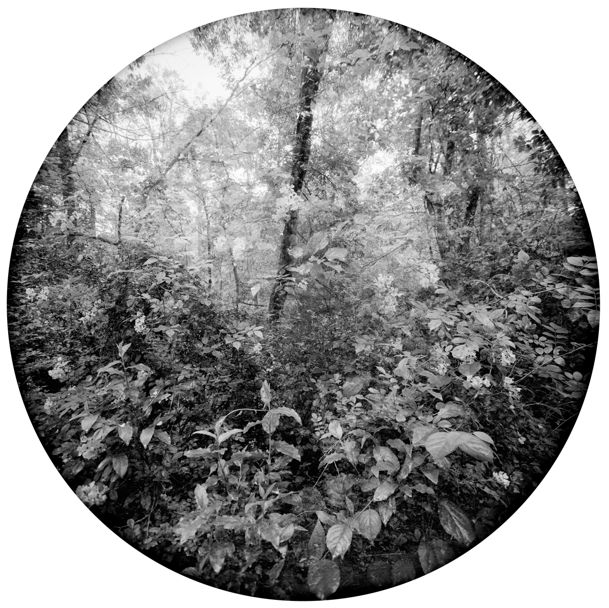 Enveloping-Landscape-#12.png