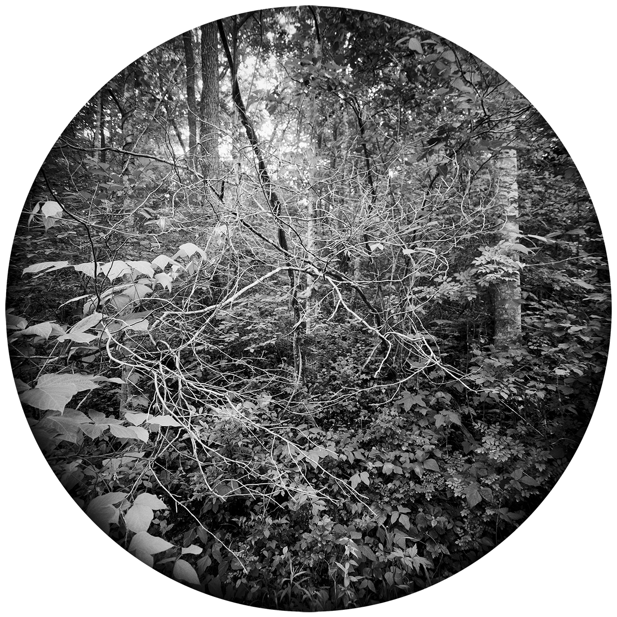 Enveloping-Landscape-#13.png