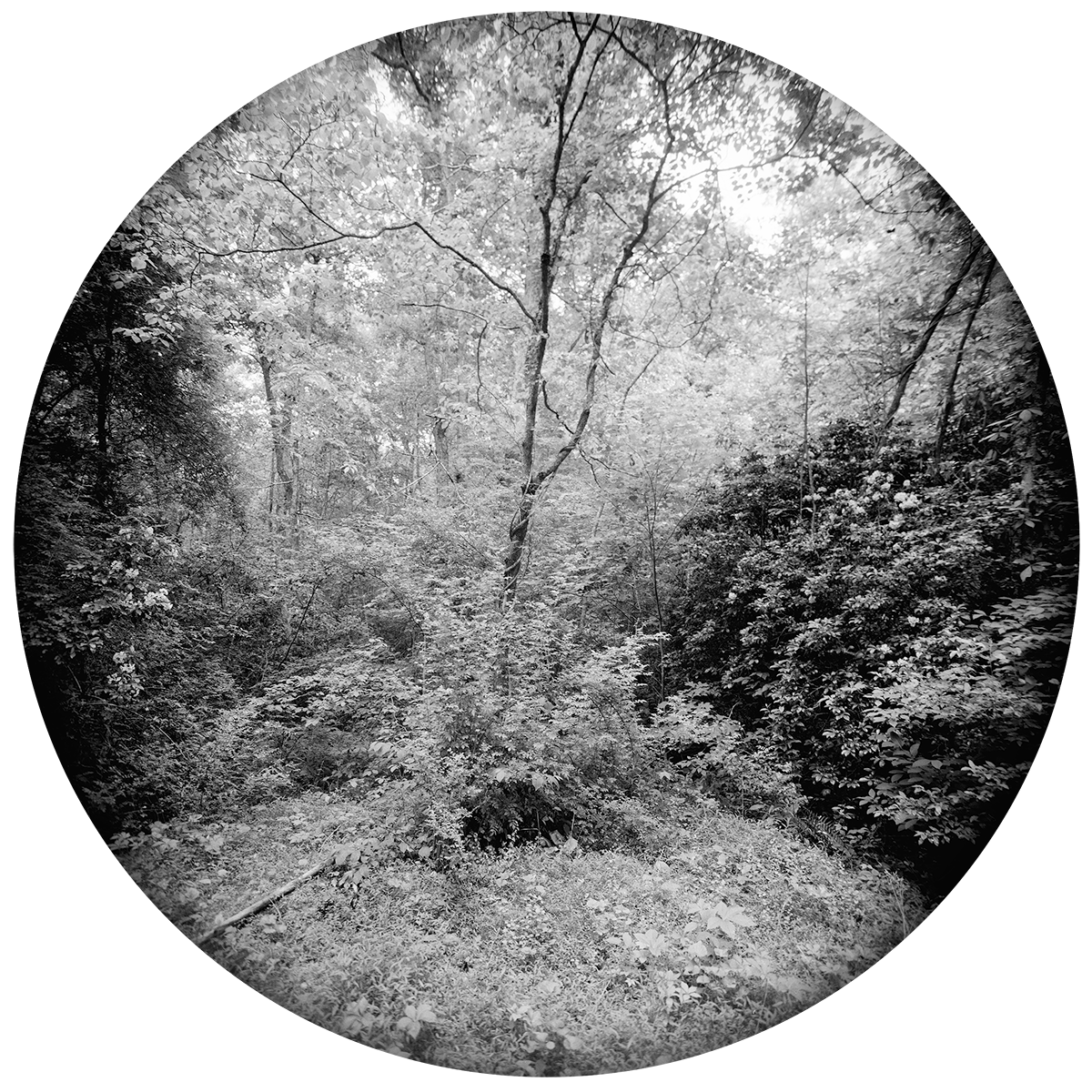 Enveloping-Landscape-#14.png