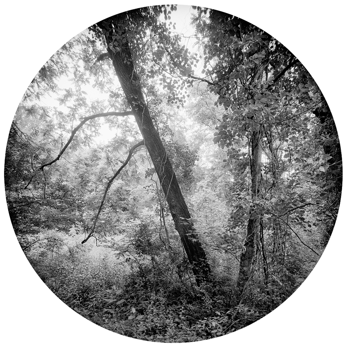 Enveloping-Landscape-#15.png