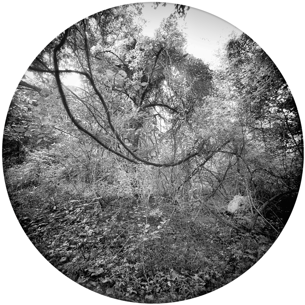 Enveloping-Landscape-#17.png