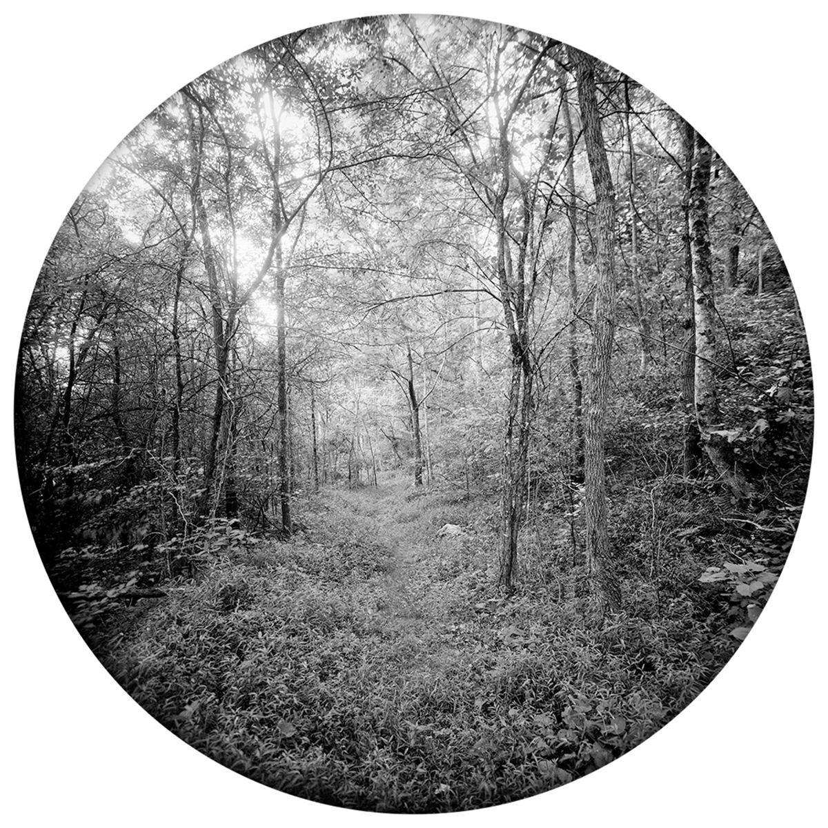 Enveloping-Landscape-#19.png