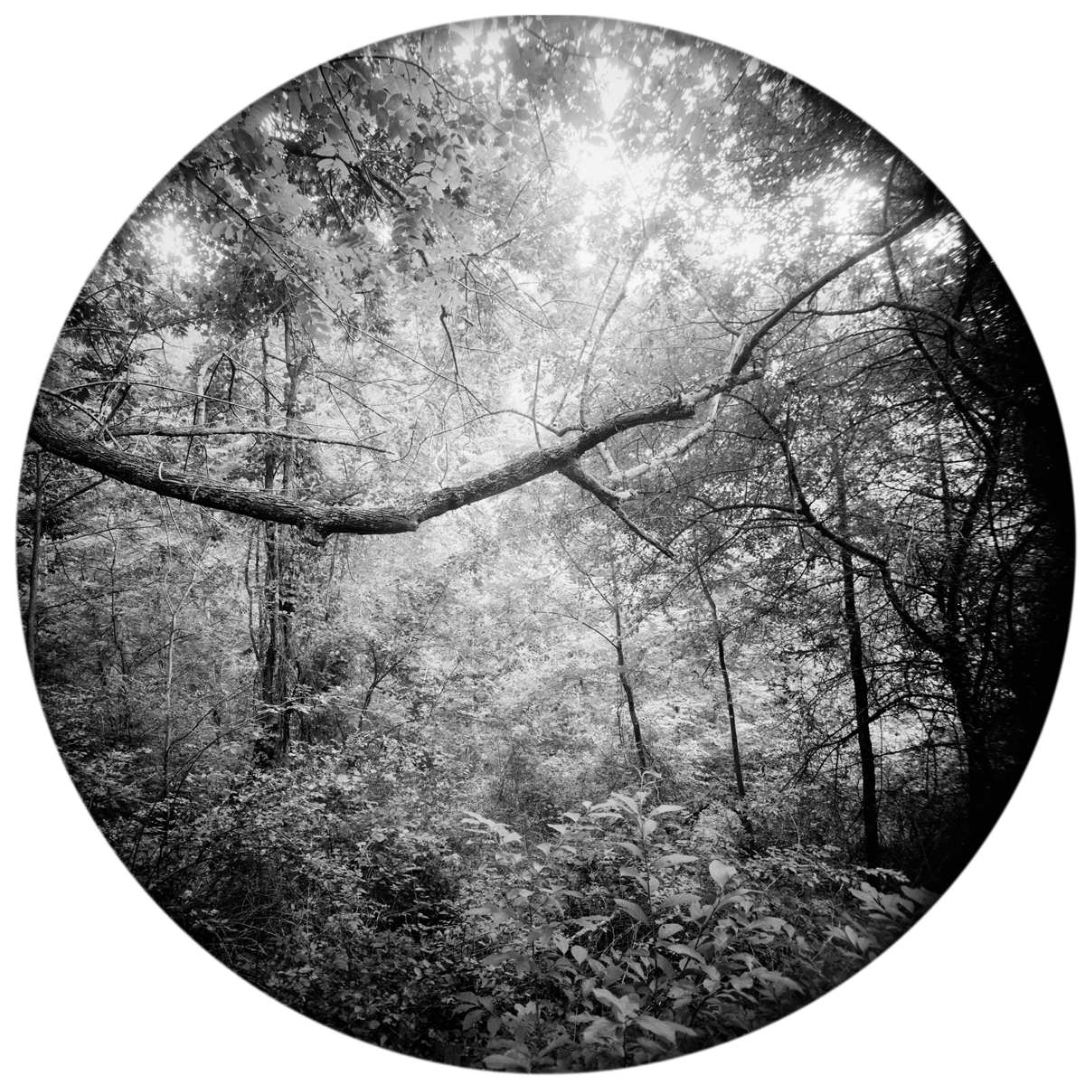 Enveloping-Landscape-#20.png