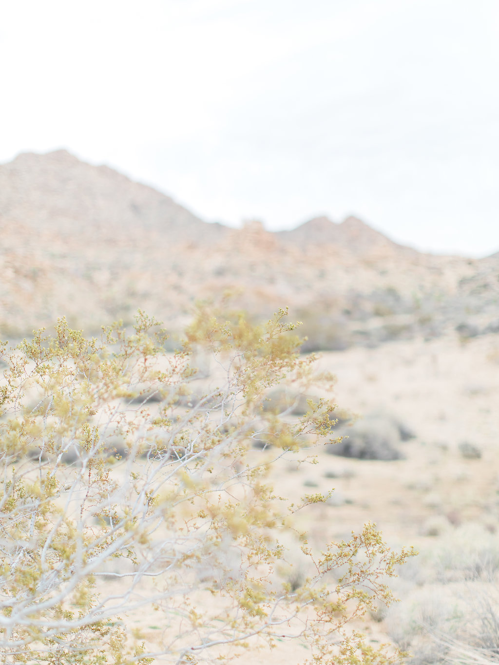 Joshua Tree Engagement Session | What to Wear for Pictures | Southern California Wedding Photographer | Mastin Labs Fuji Film | Fine Art Photographer | Desert Shoot | Desert Details.jpg