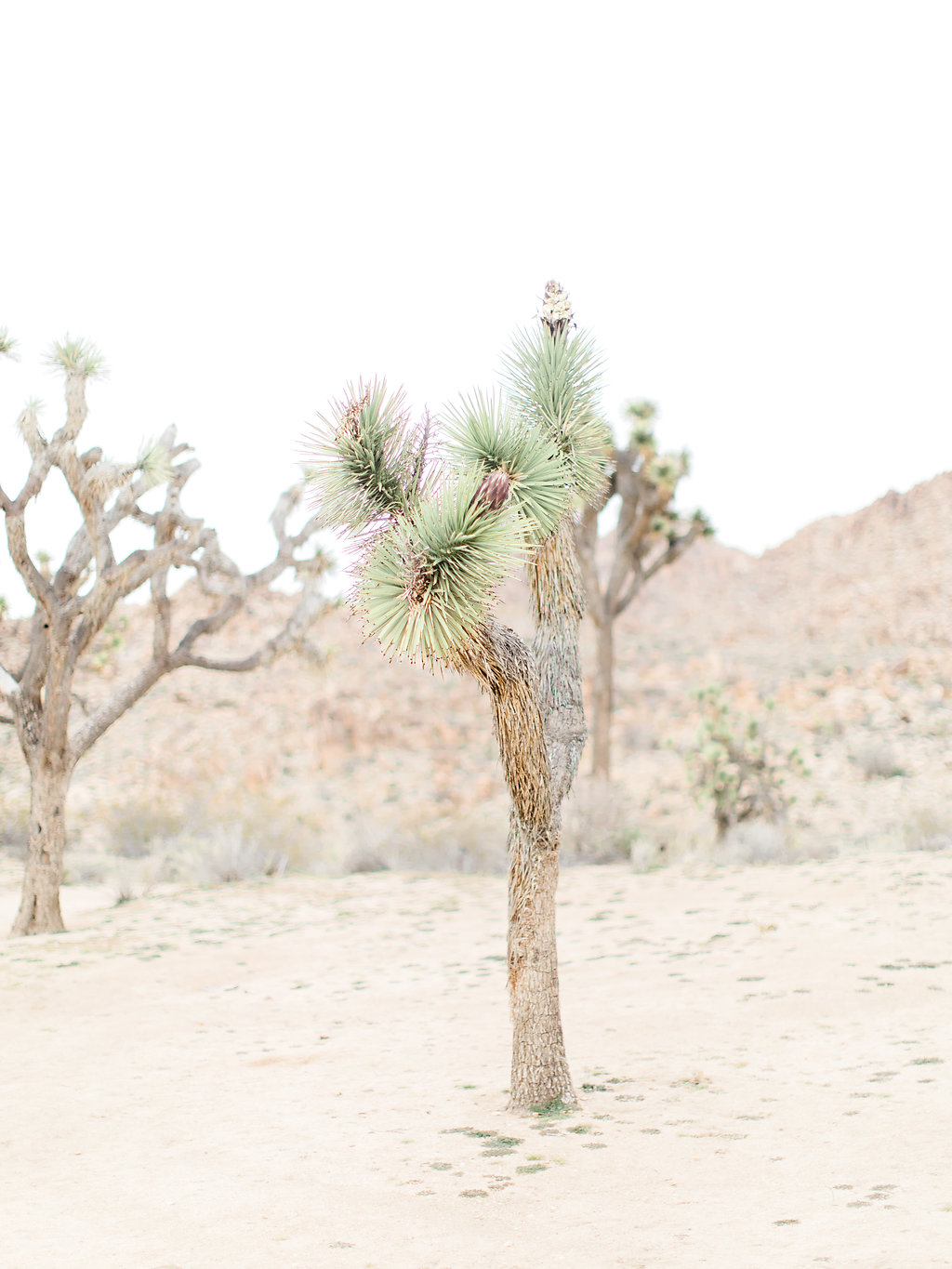 Joshua Tree Engagement Session | What to Wear for Pictures | Southern California Wedding Photographer | Mastin Labs Fuji Film | Fine Art Photographer | Desert Shoot | Joshua Tree.jpg