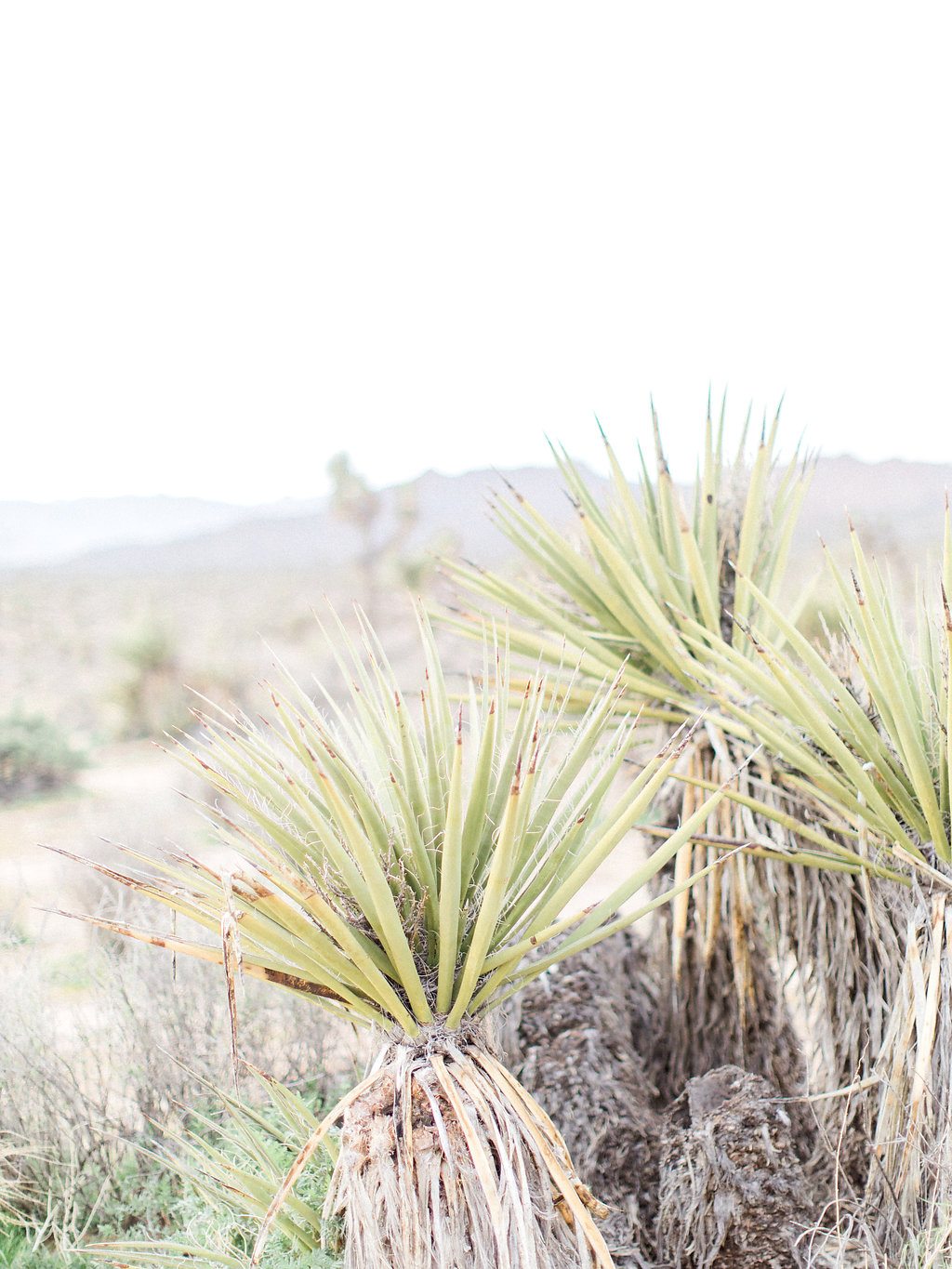 Joshua Tree Engagement Session | What to Wear for Pictures | Southern California Wedding Photographer | Mastin Labs Fuji Film | Fine Art Photographer | Desert Shoot.jpg