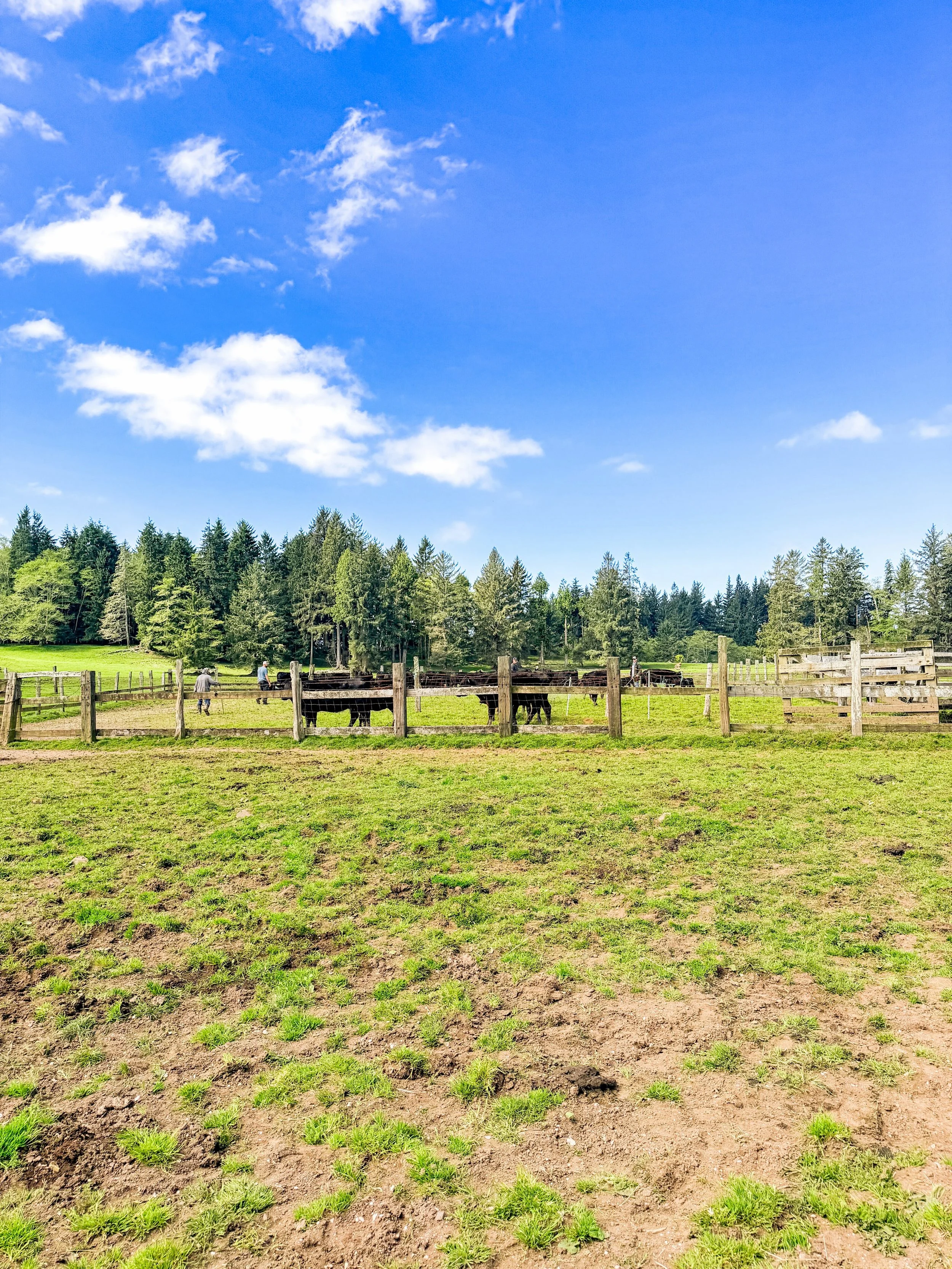 Living here is changing more than I expected.

I&rsquo;ve obviously always known what Shaun does. I&rsquo;ve heard about the cows, the projects, the problems, the long days, the early mornings. I&rsquo;ve been interested in the ranch and this life fo