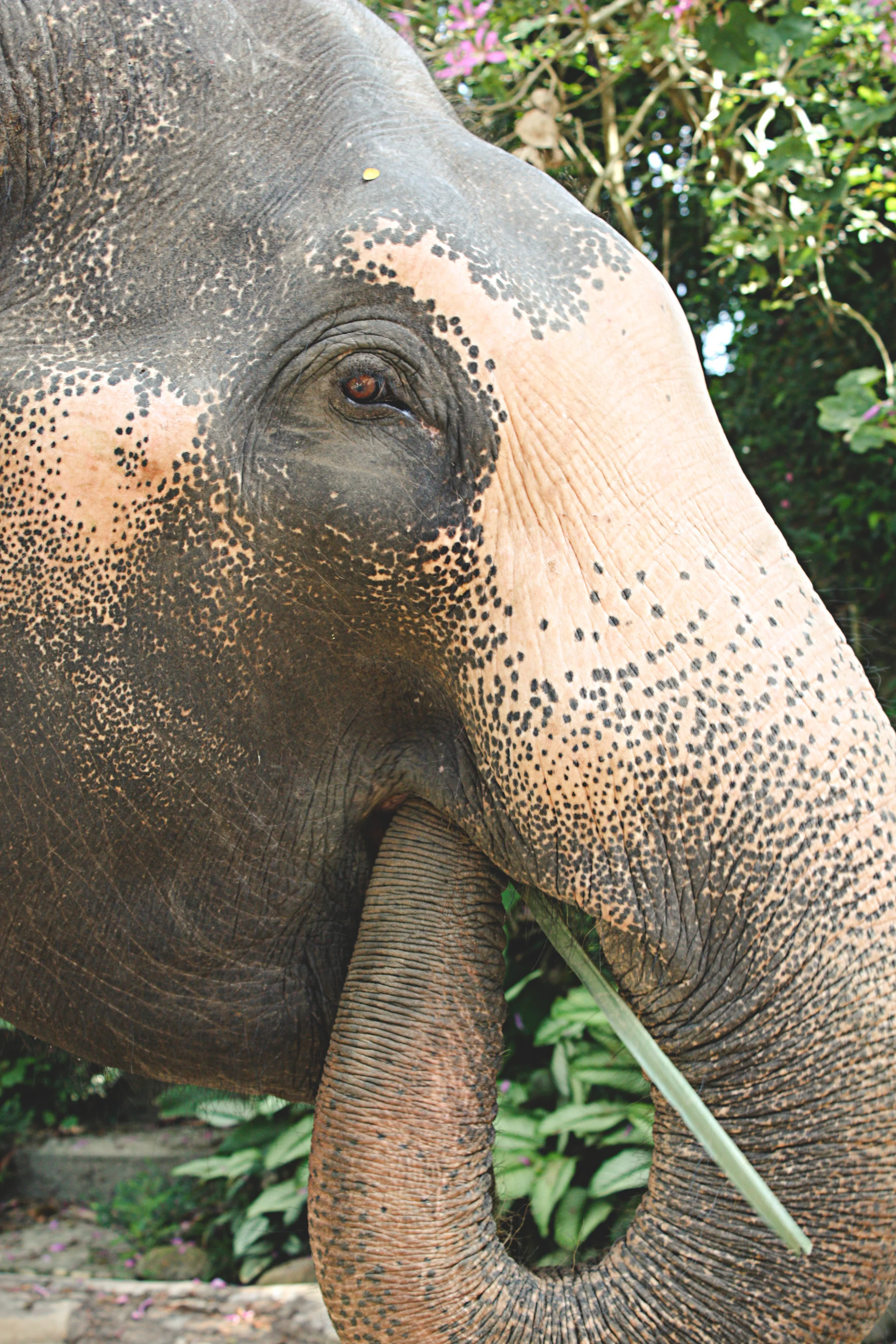 Maesa Elephant Camp | Chiang Mai | Thailand
