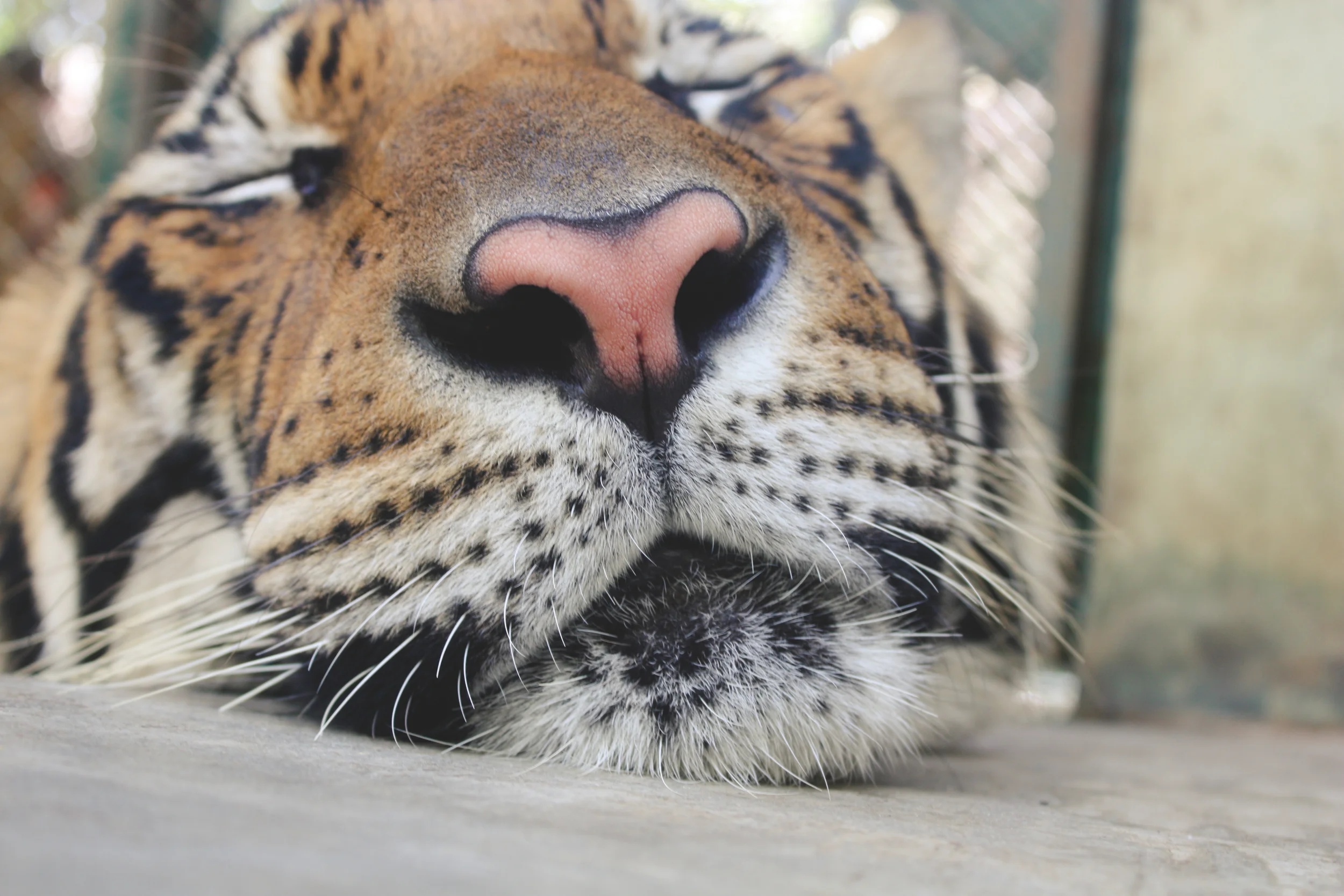 Tiger Kingdom | Chiang Mai | Thailand