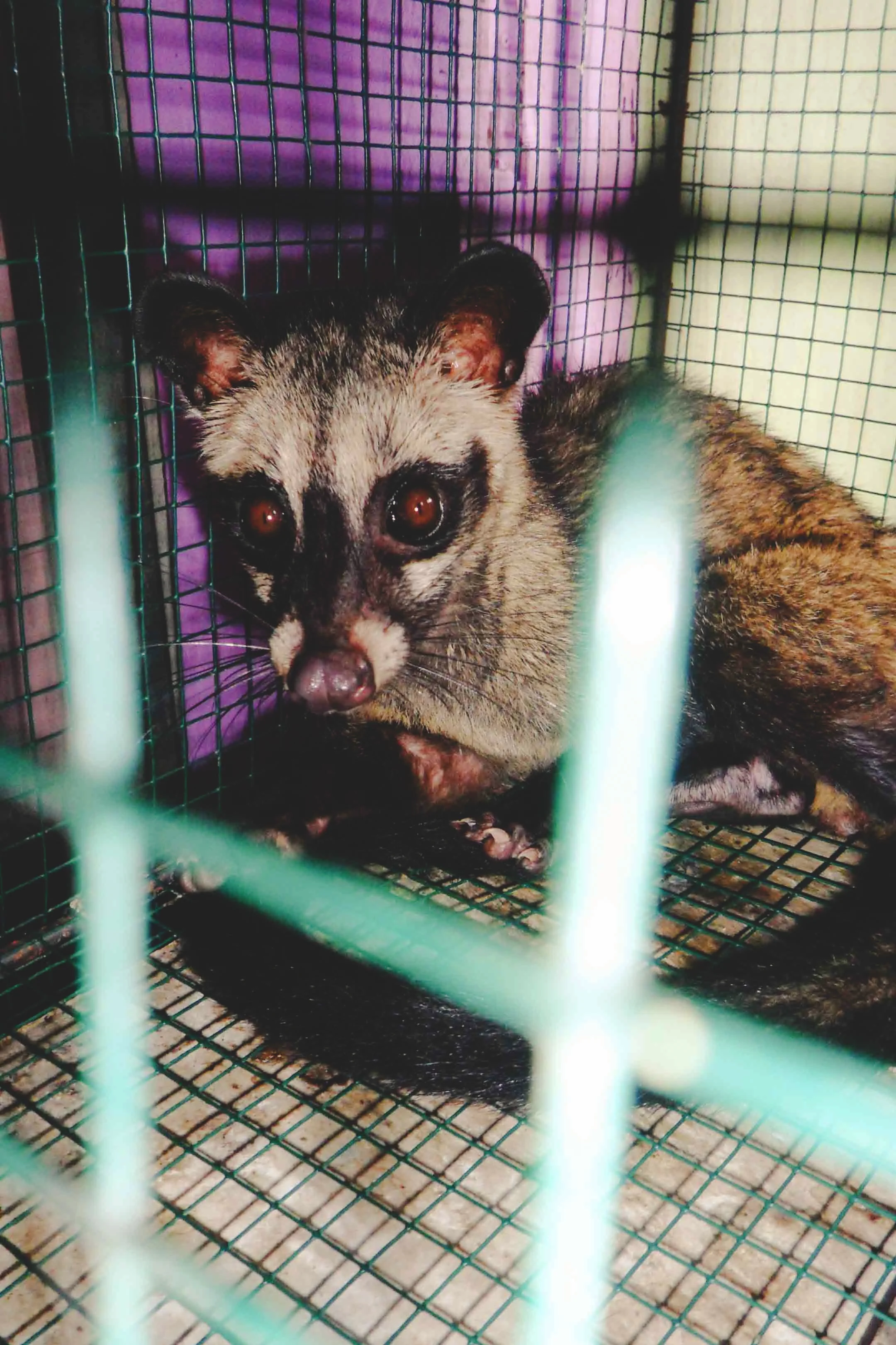 Exotic Animal Market | Ambarawa | Indonesia