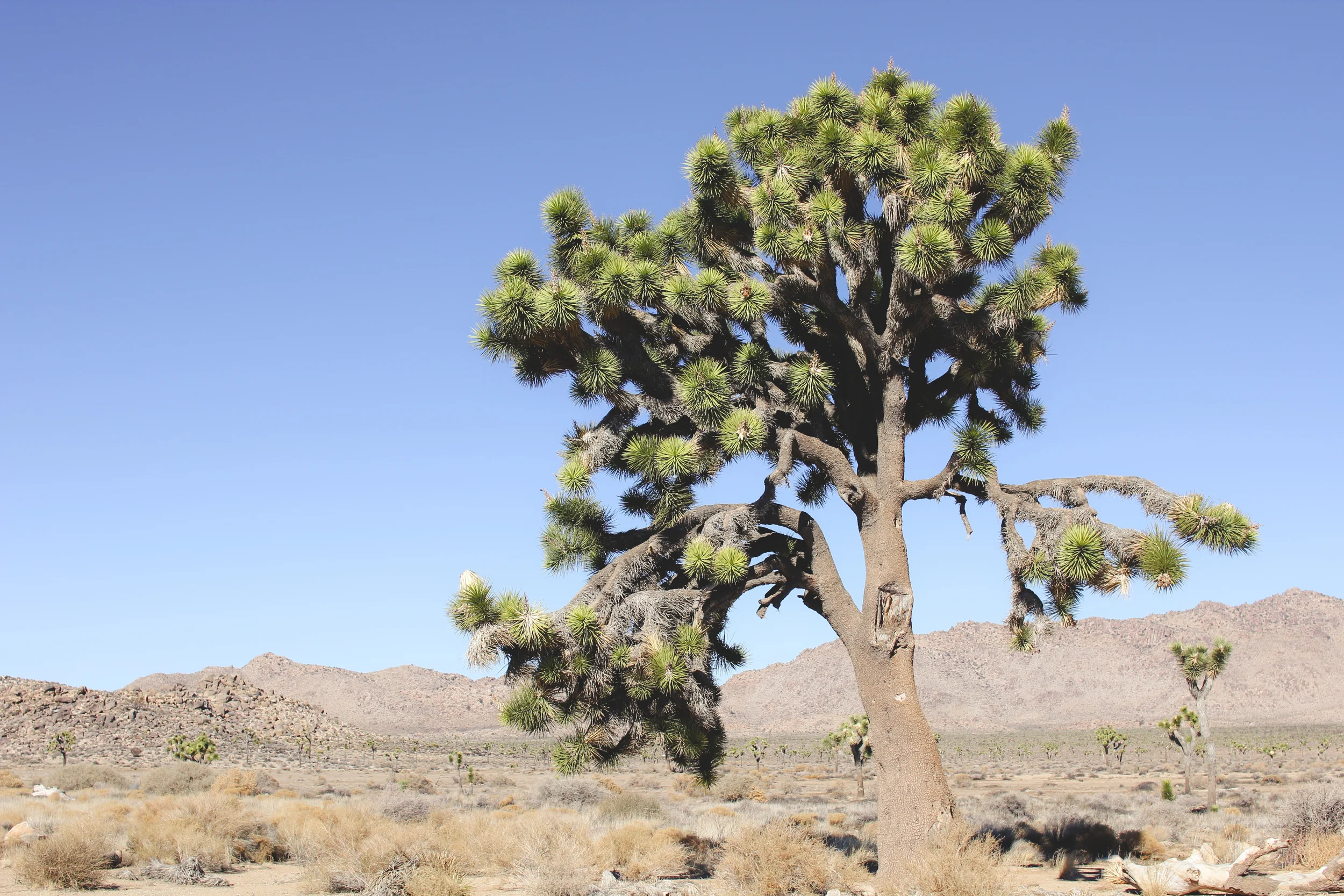 Joshua Tree National Park