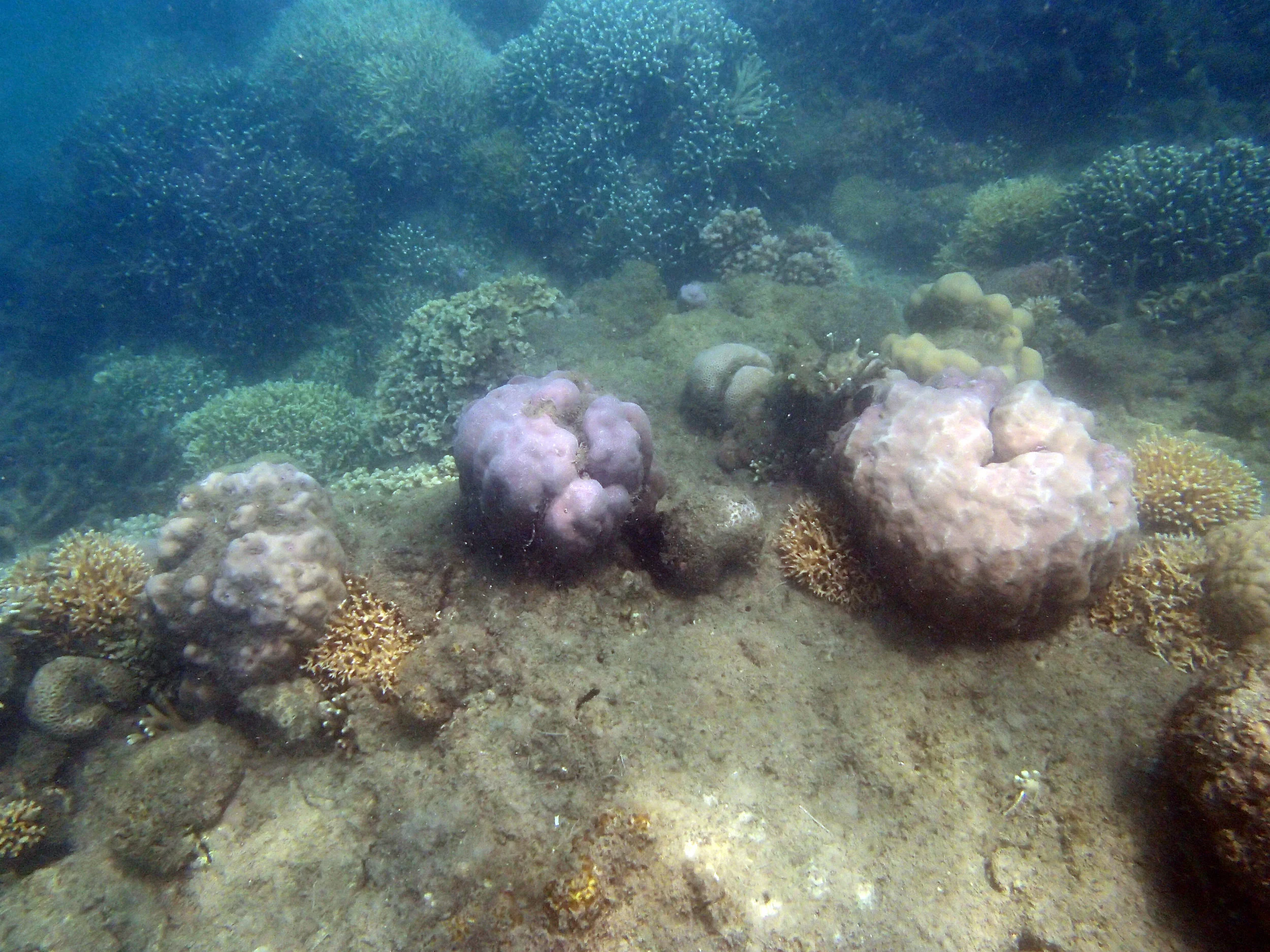 Gili Sudak Coral 3.jpg
