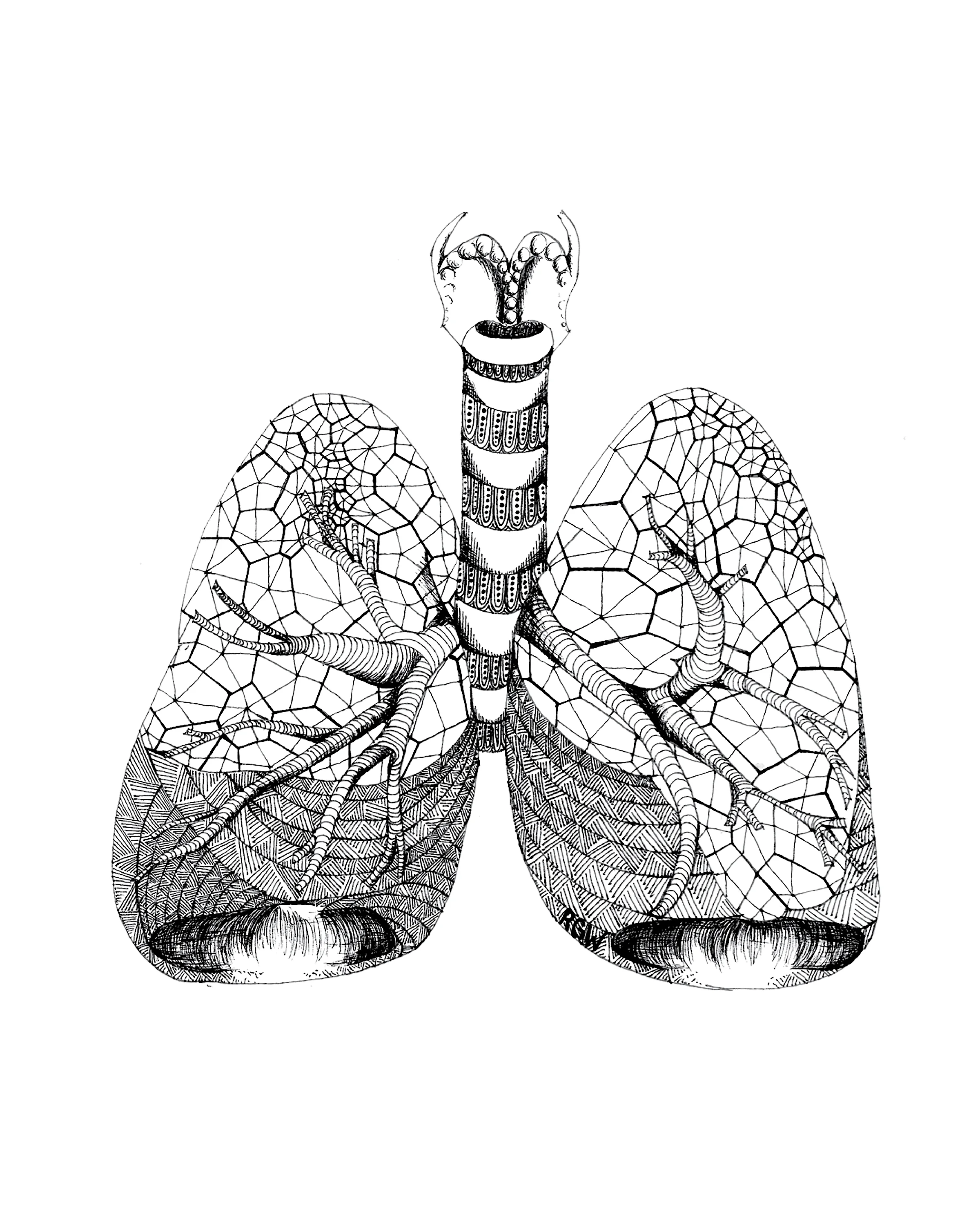 "anatomy: lungs"