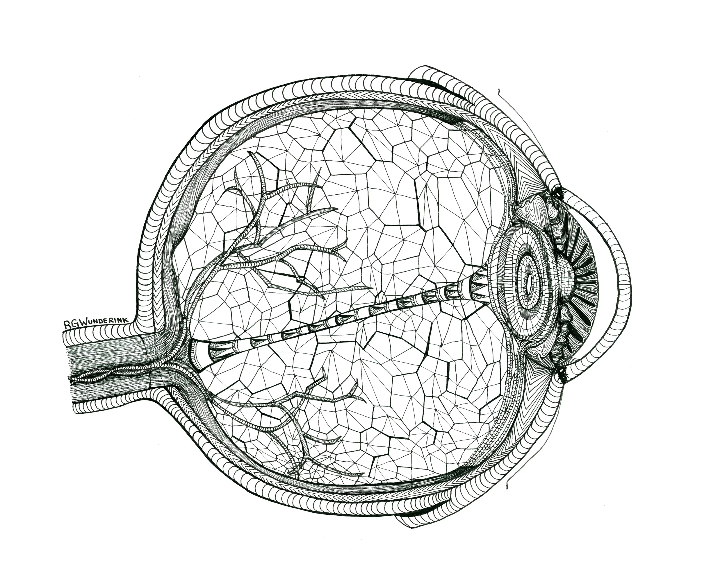 "anatomy: eye"