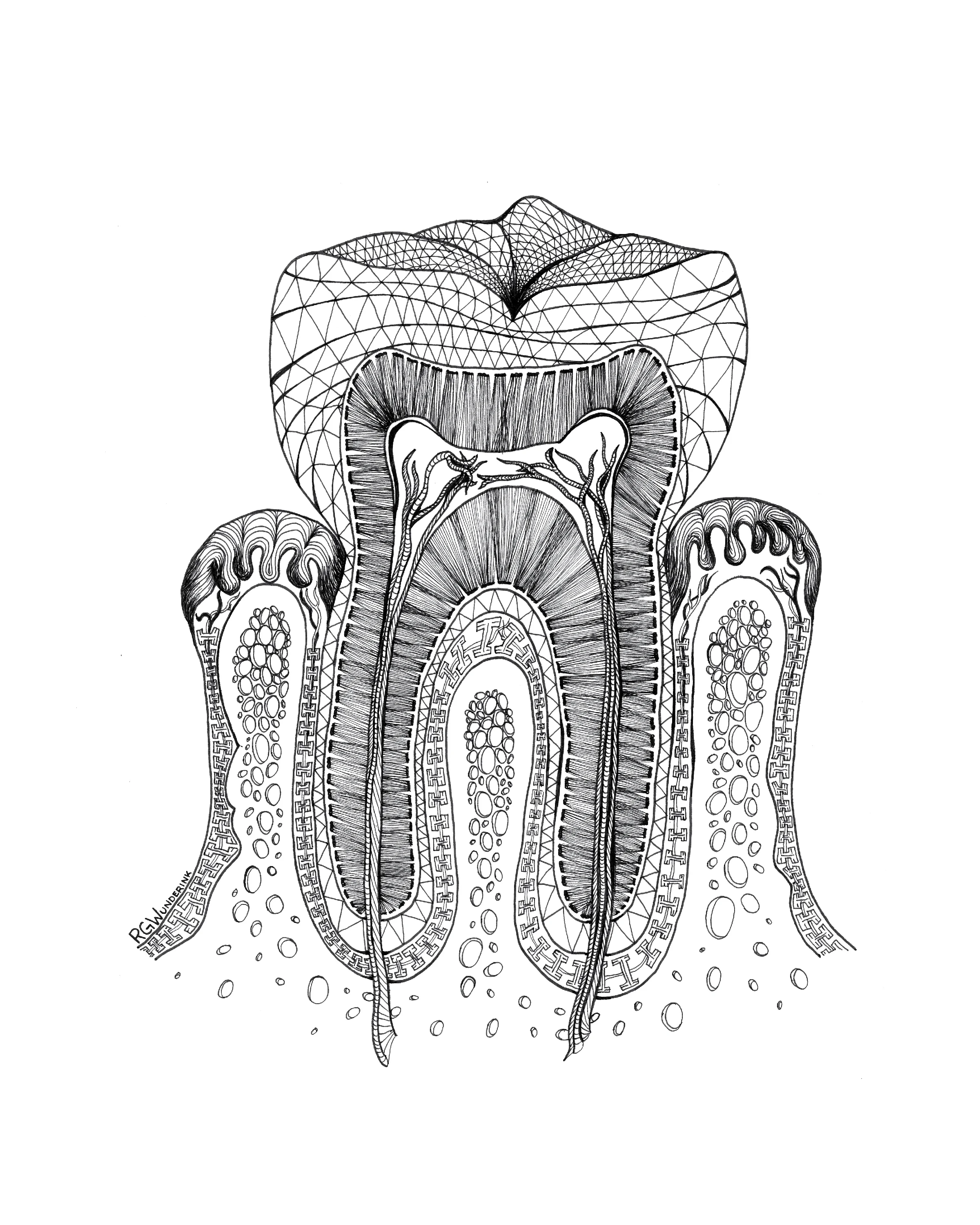 "anatomy: tooth"
