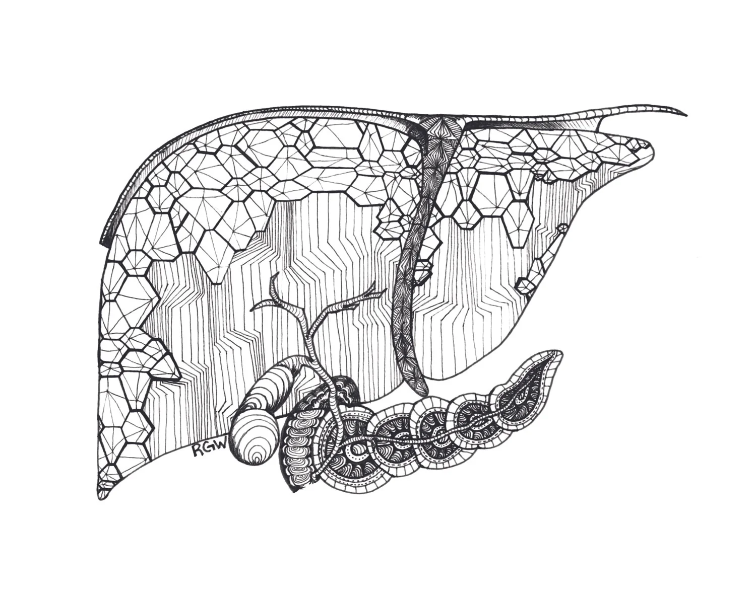 "anatomy: liver"