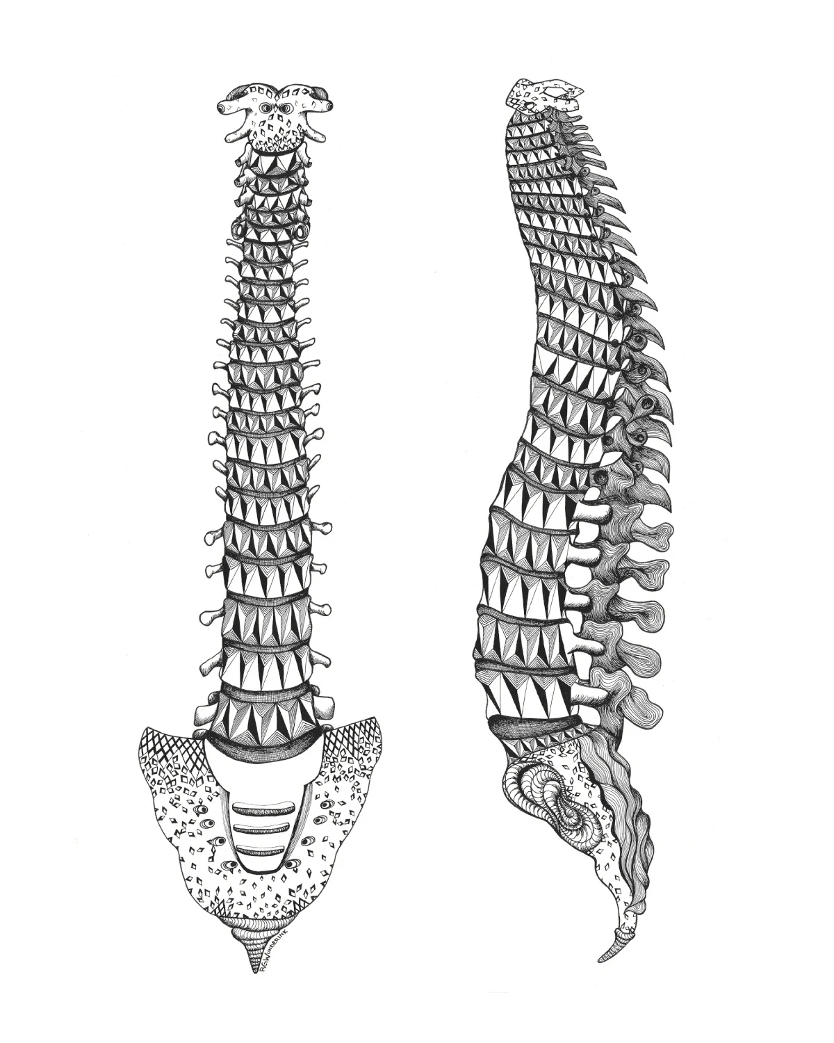 "anatomy: spines"