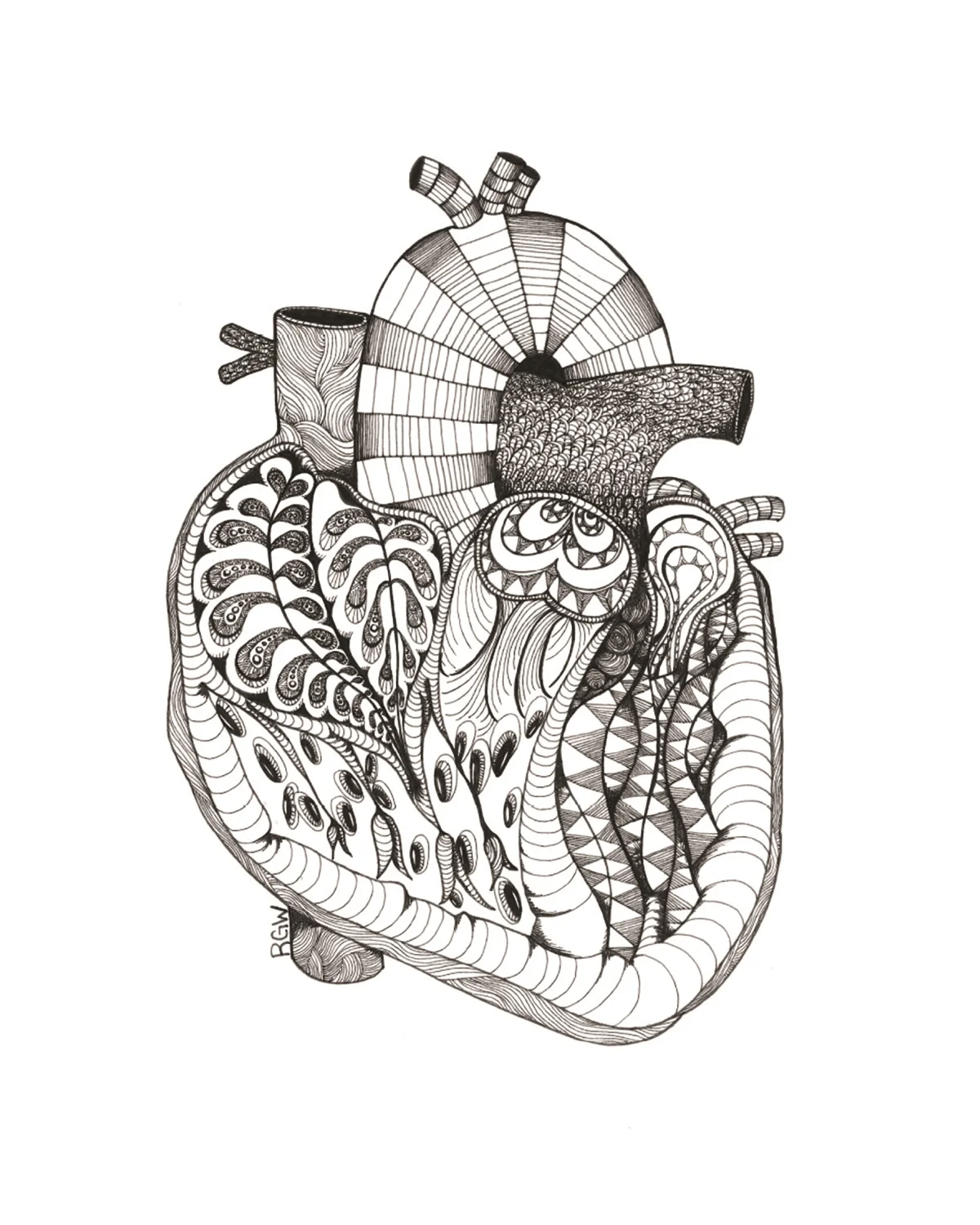 "anatomy: sliced heart"