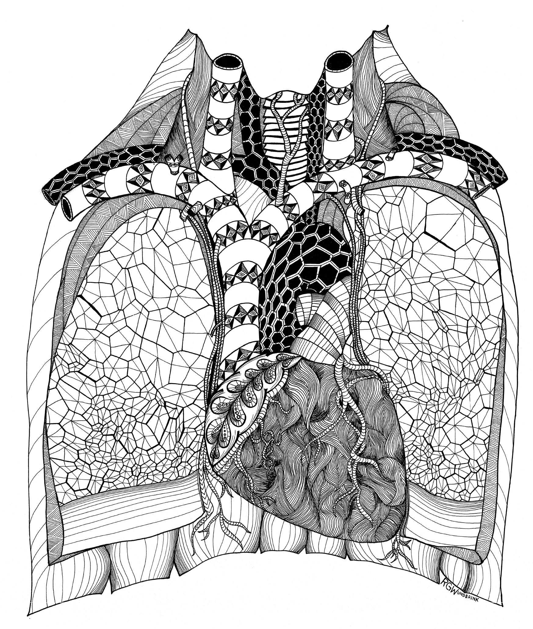 "anatomy: chest"