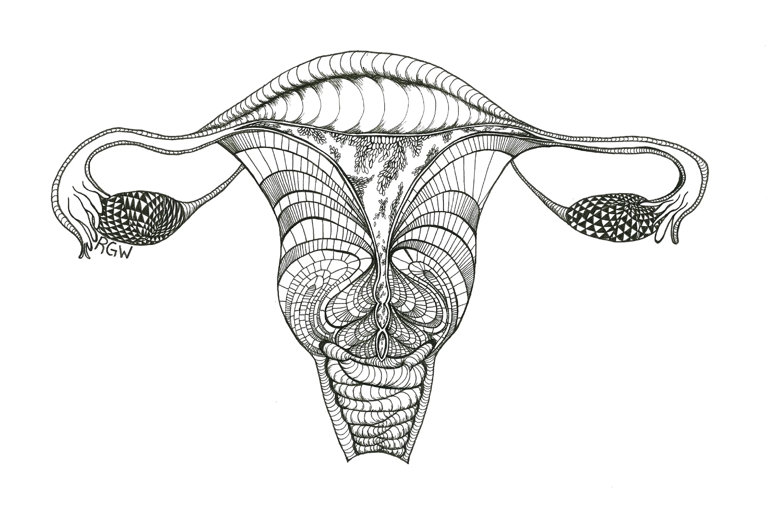 "anatomy: uterus"