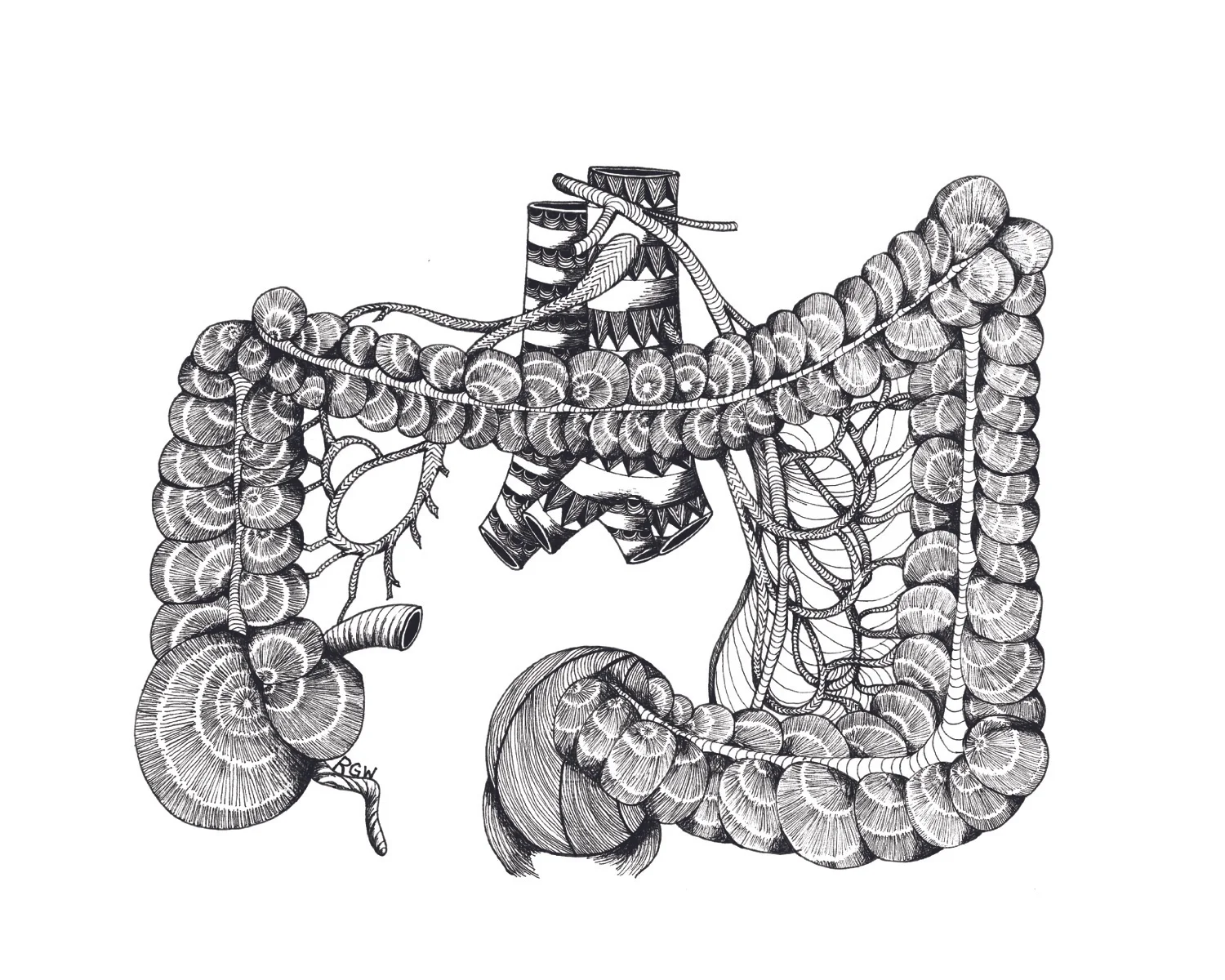 "anatomy: large intestines"