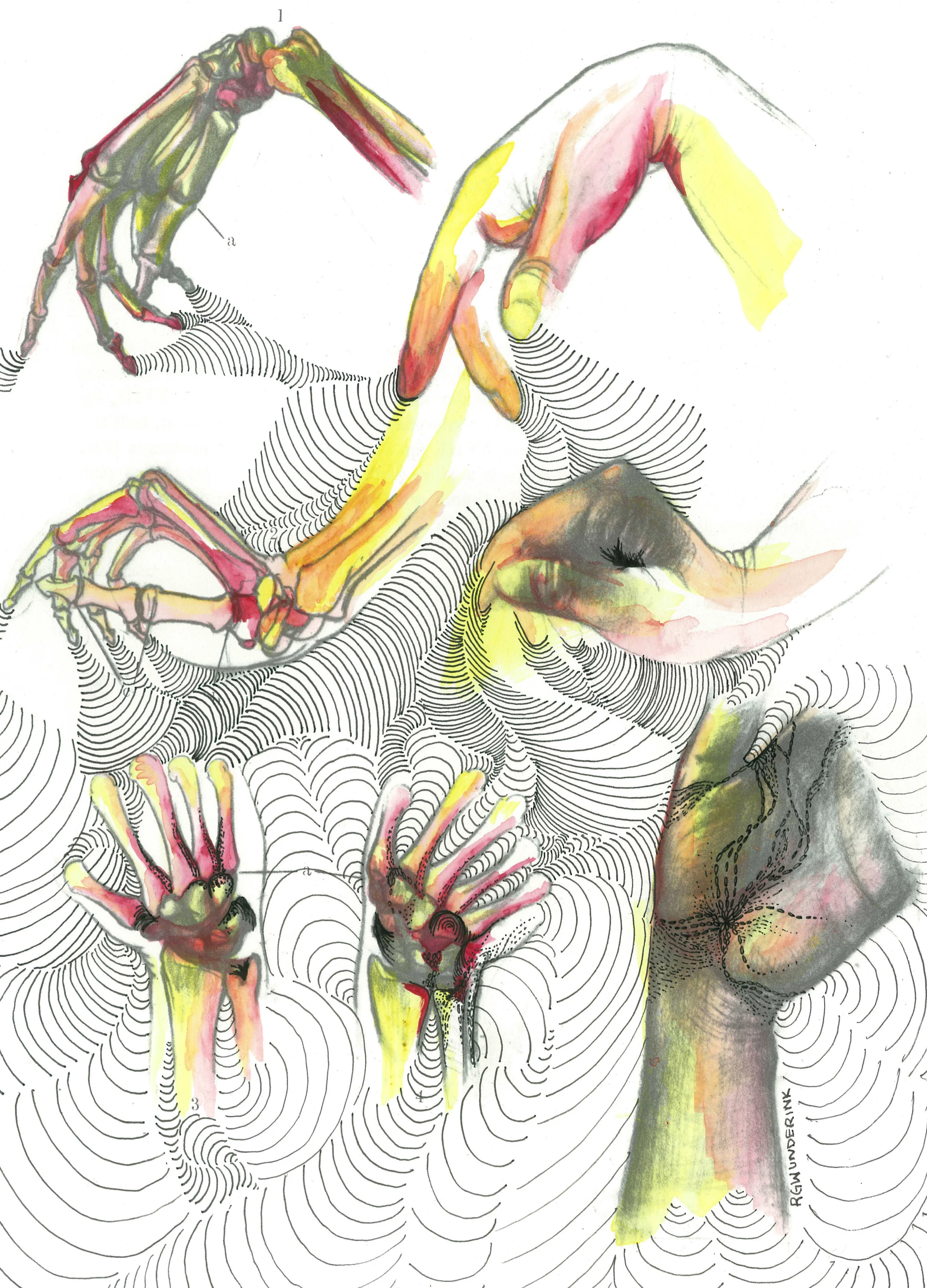 "anatomy appropriations no.10"