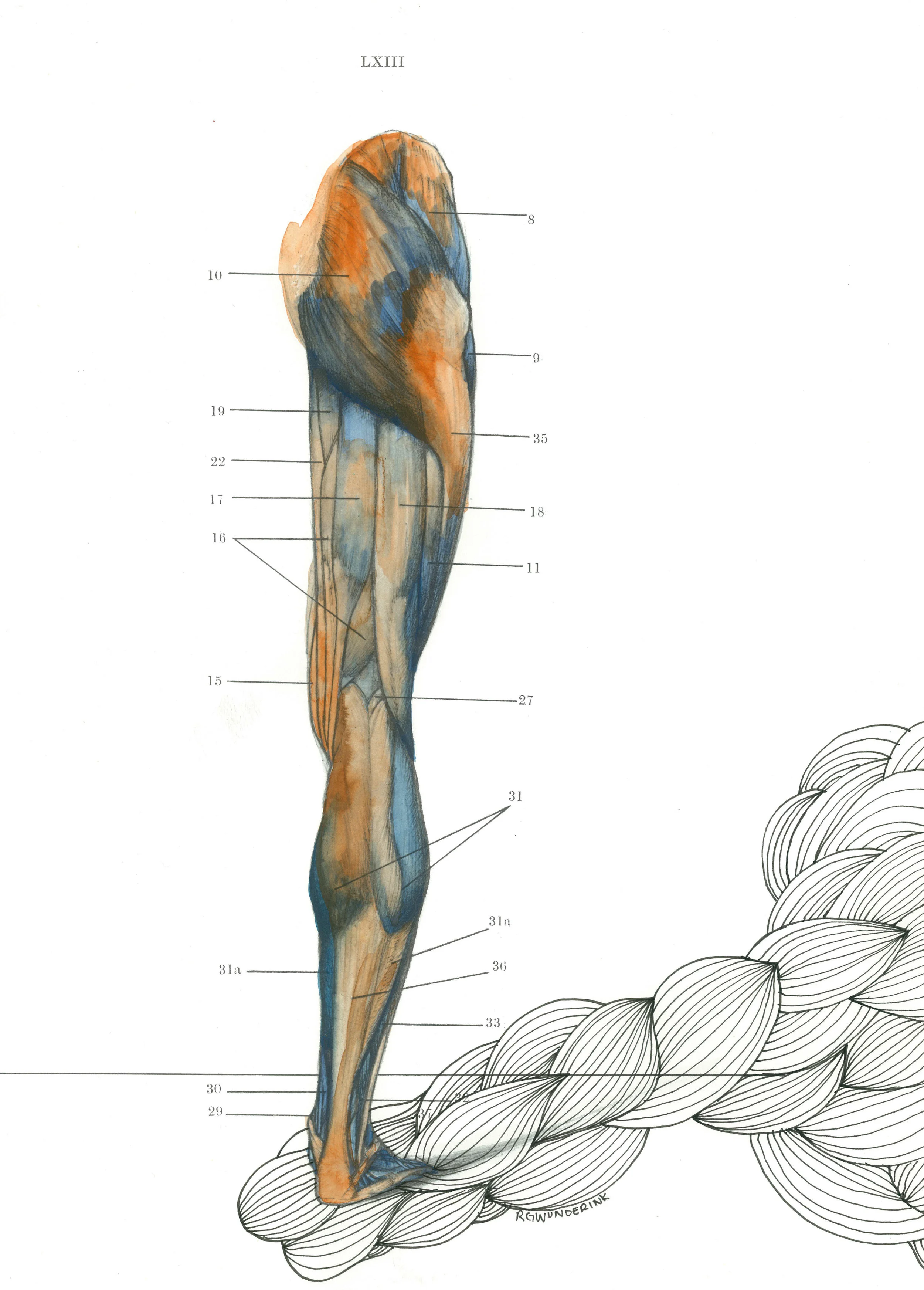 "anatomy appropriations no.13"
