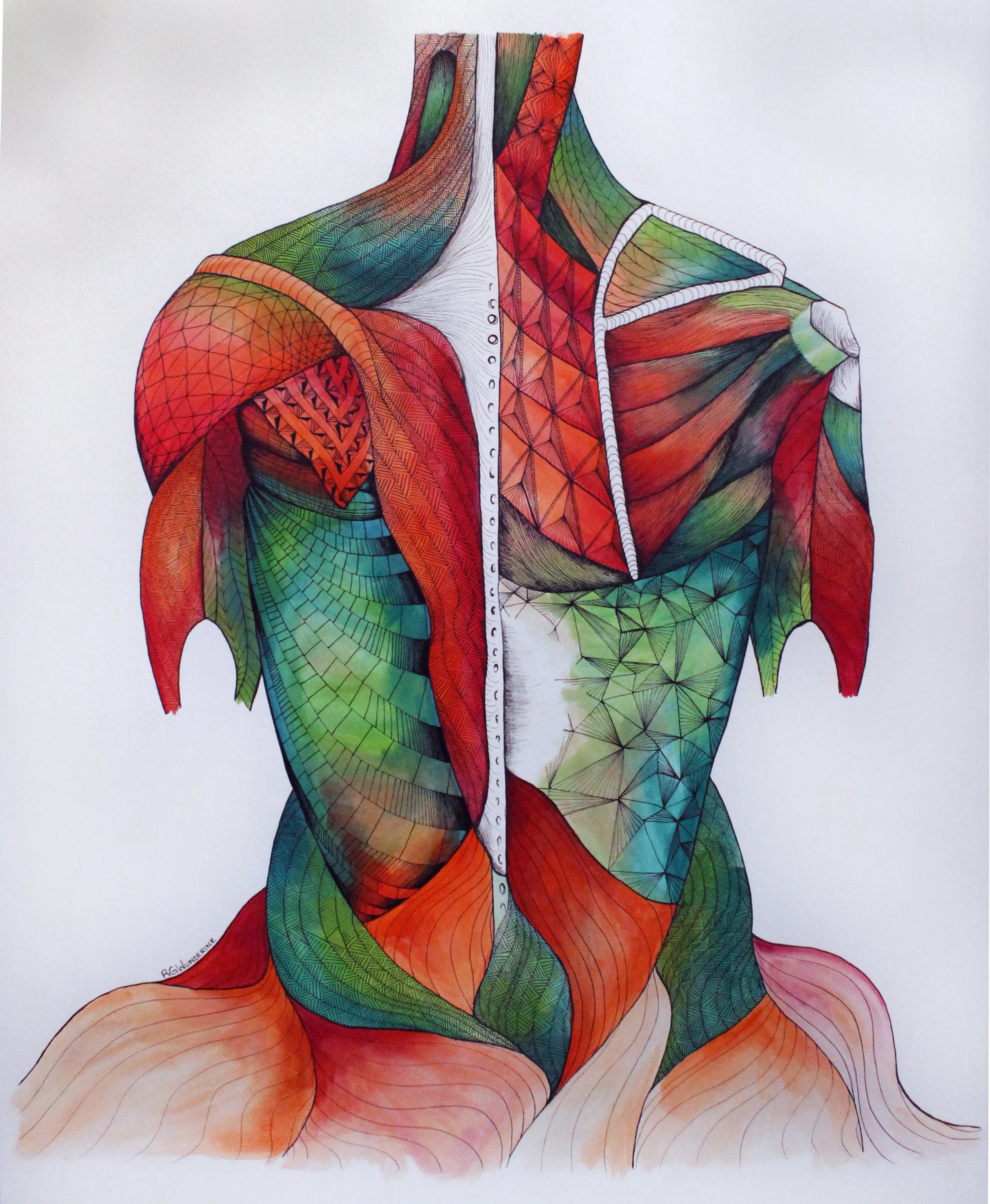 "anatomy: muscles"