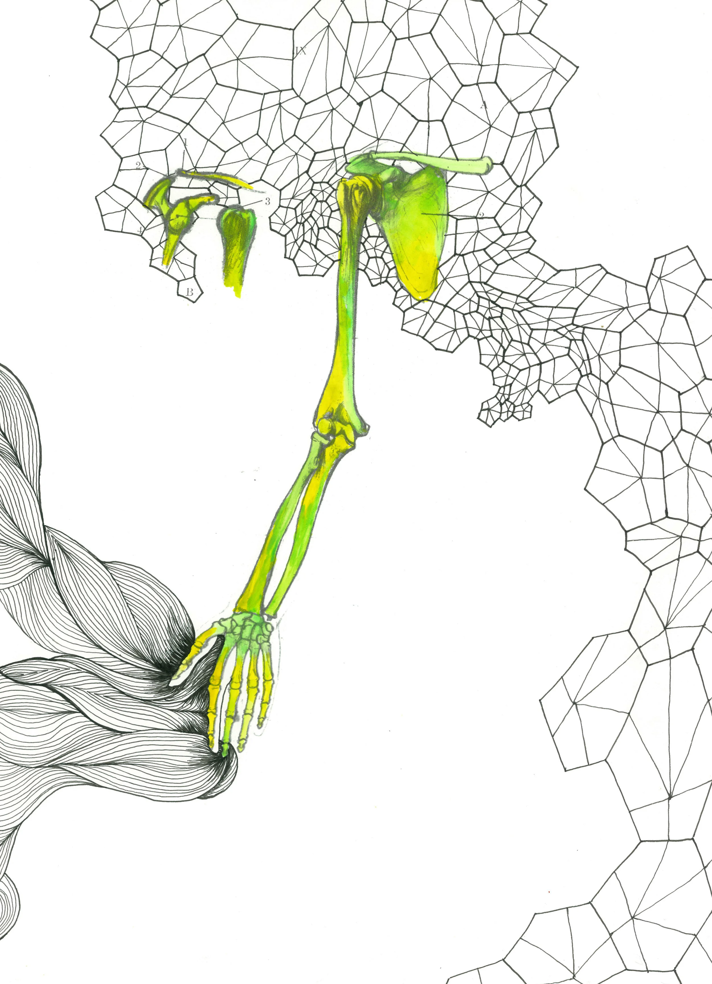 "anatomy appropriations no.16"