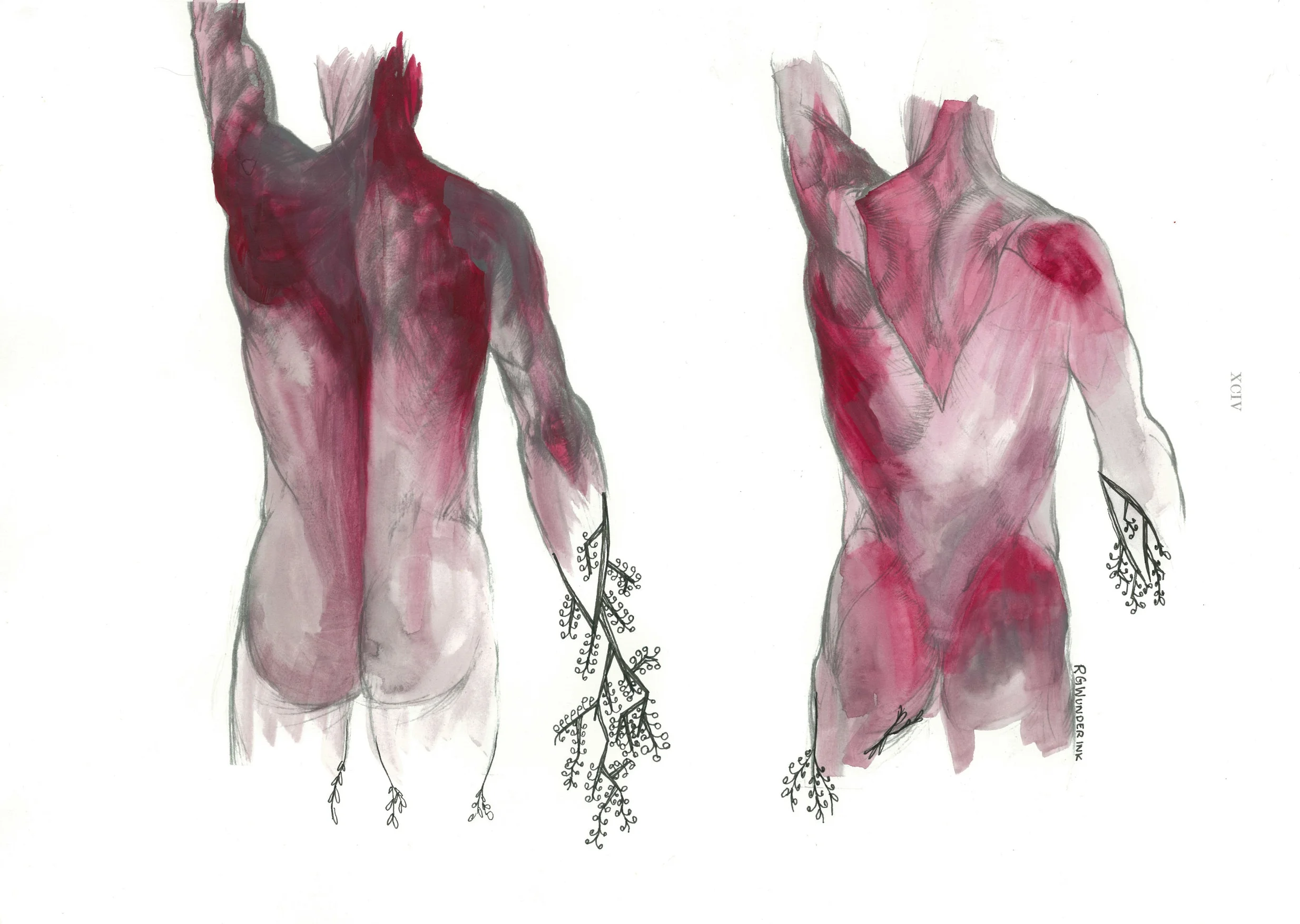 "anatomy appropriations no.2"