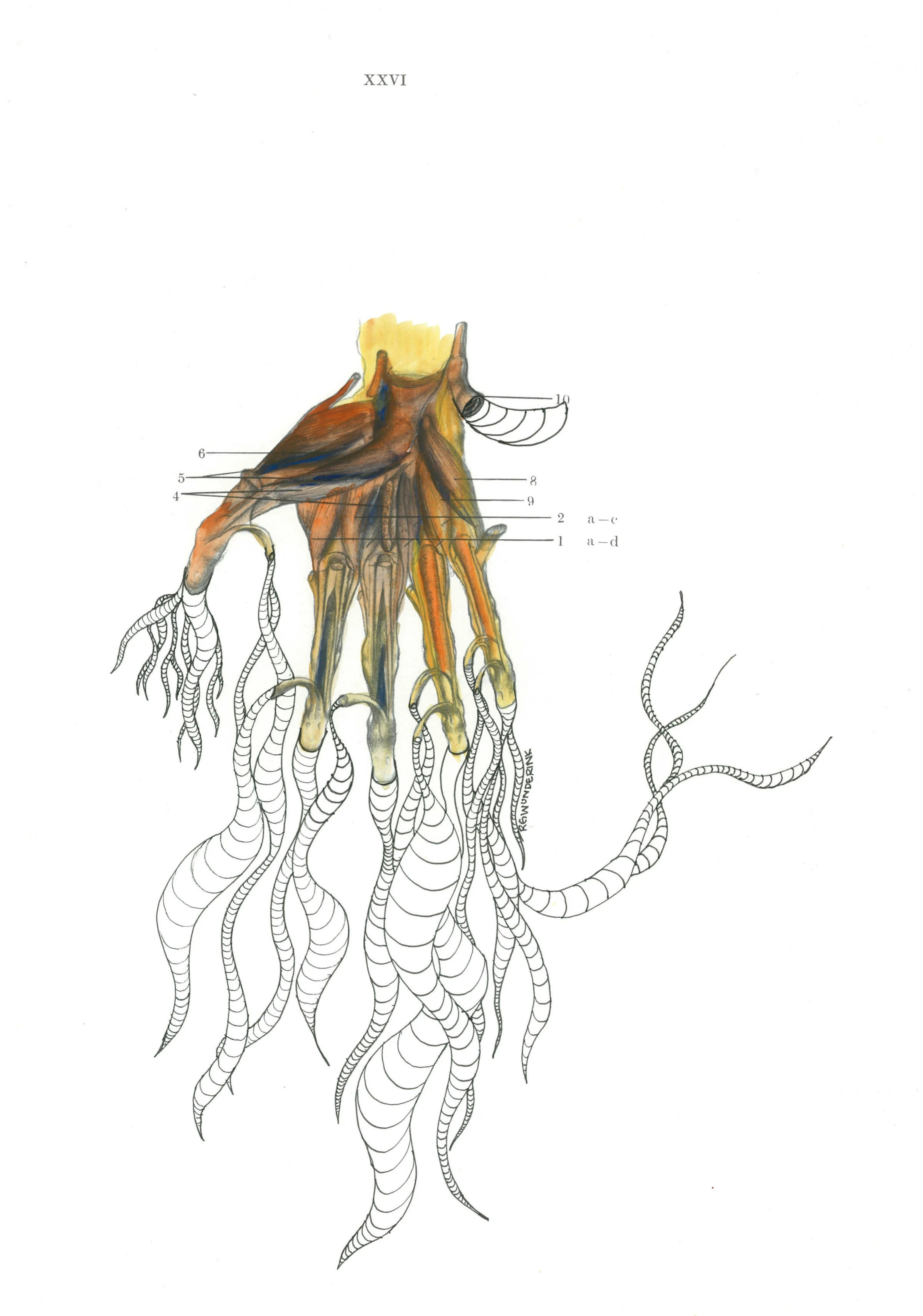 "anatomy appropriations no.22"