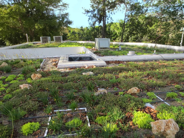 International Institute of Tropical Forestry Site Reform & Green Roofs