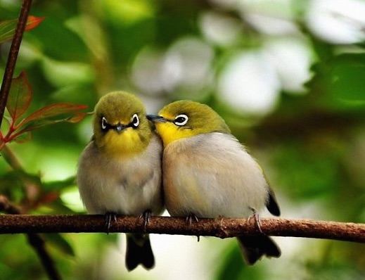 2cutebirds.jpg