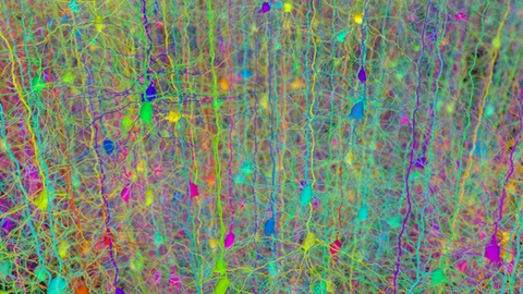 Virtual neurons, by Hermann Cuntz -- Wikimedia Commons ( license )