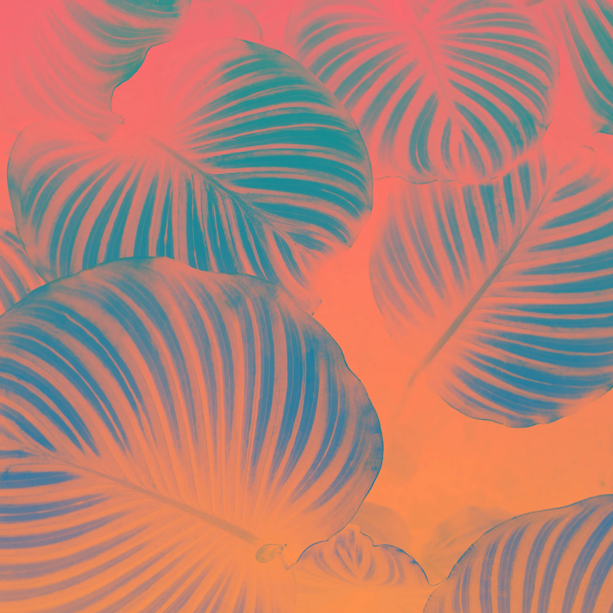 Seeds background.jpg