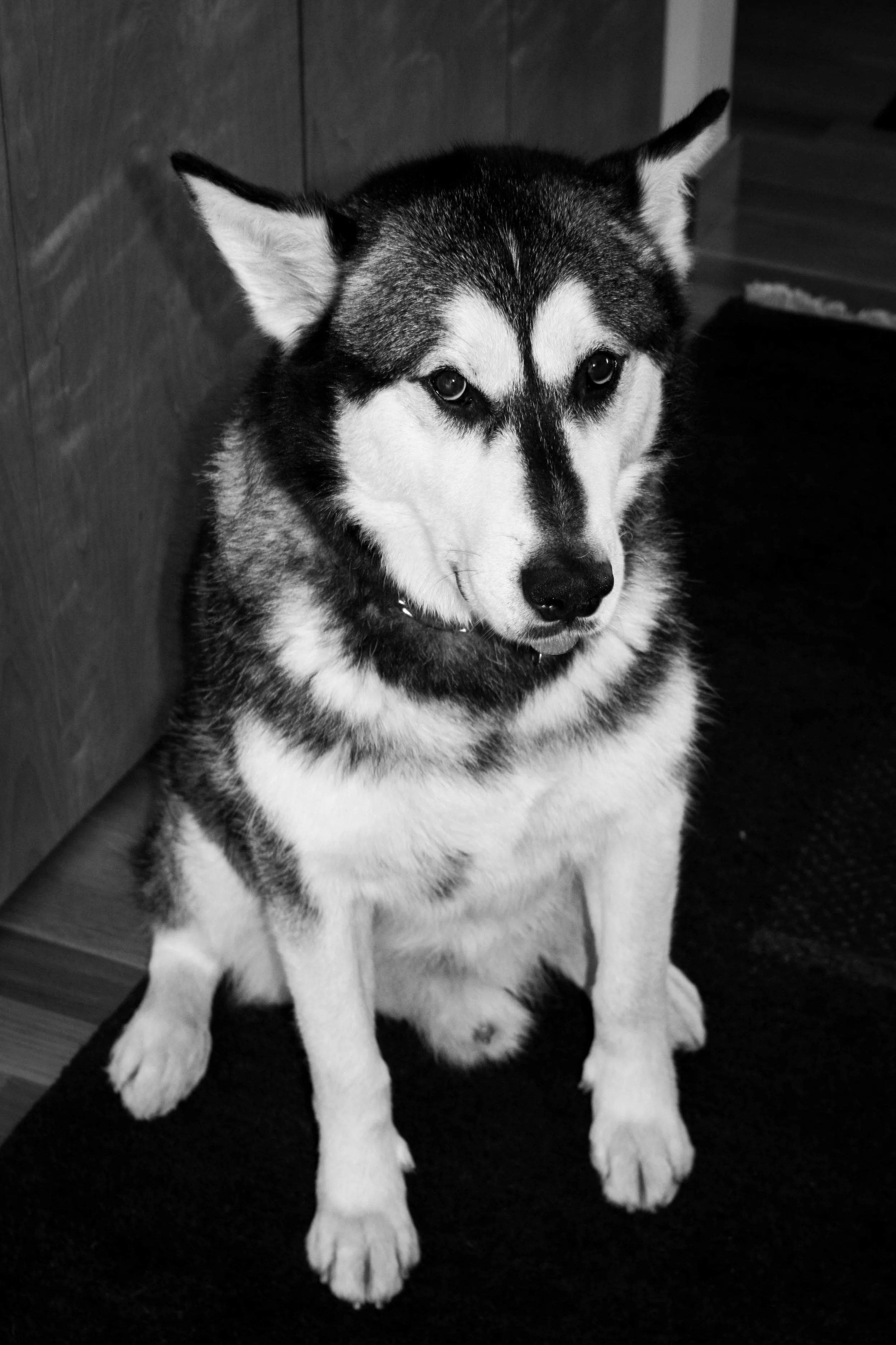 koda rescue 8.10 023.jpg