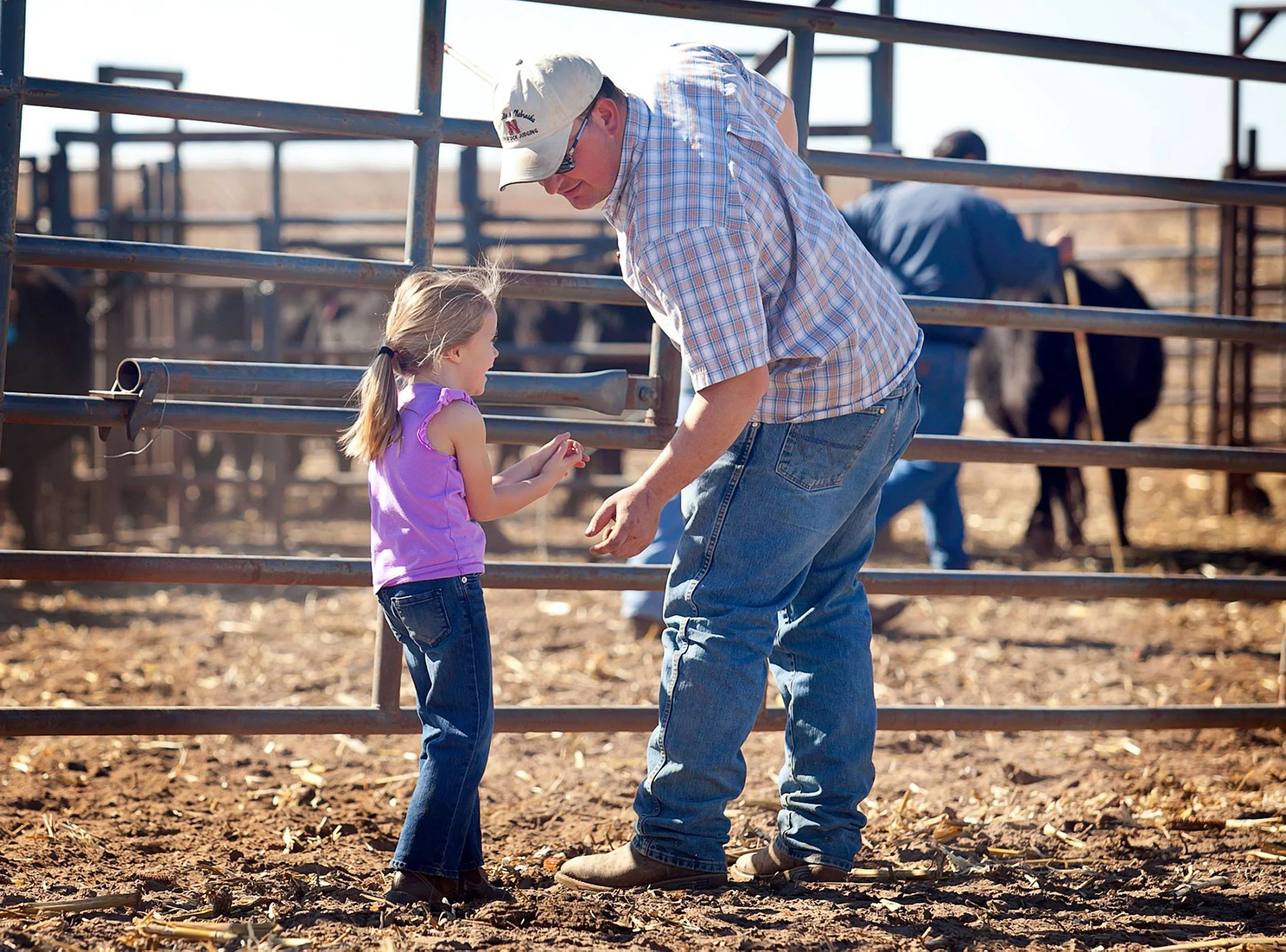 Working Cattle.jpg