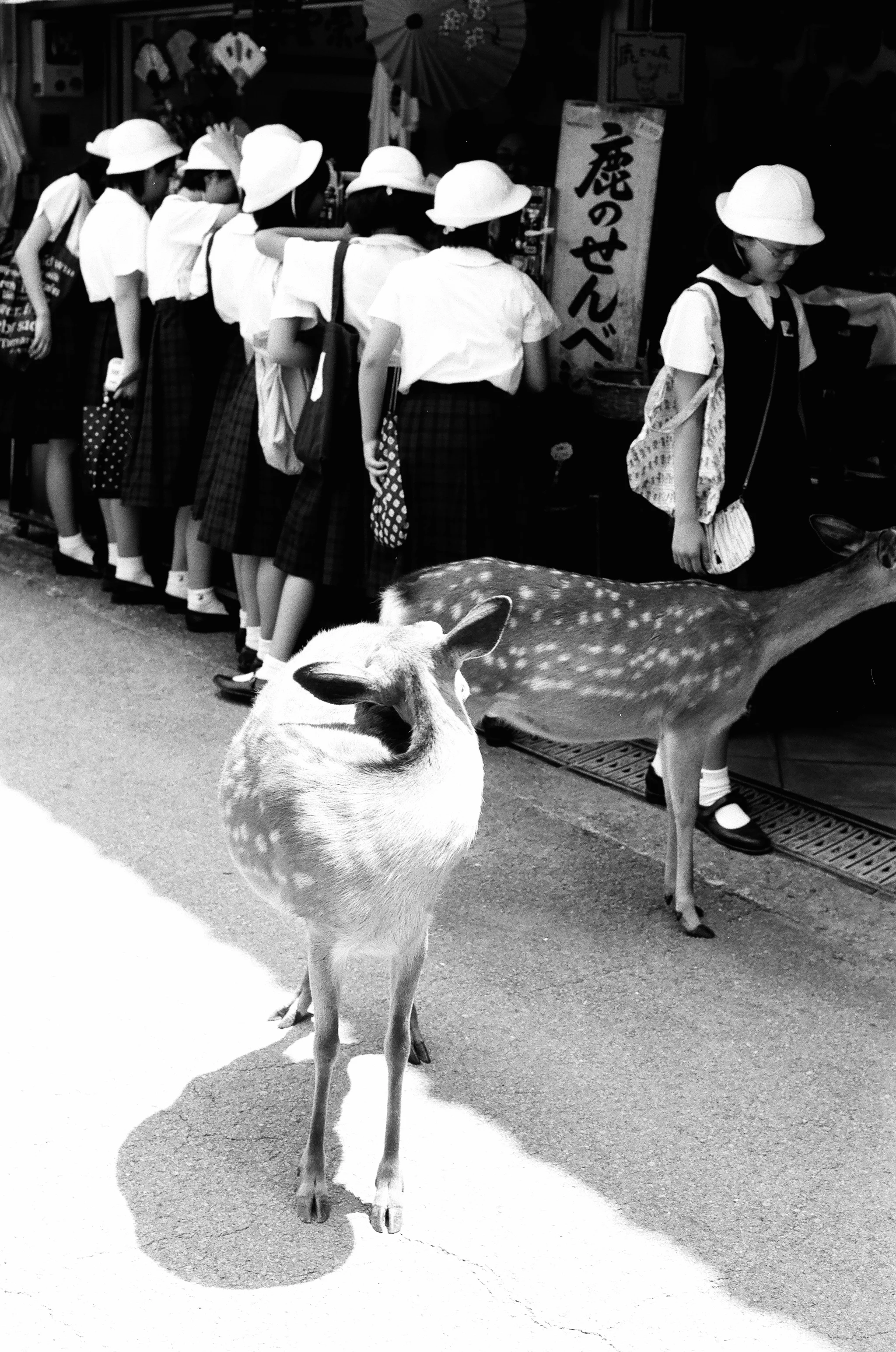 Nara, Japan. Girls and Deers.JPG