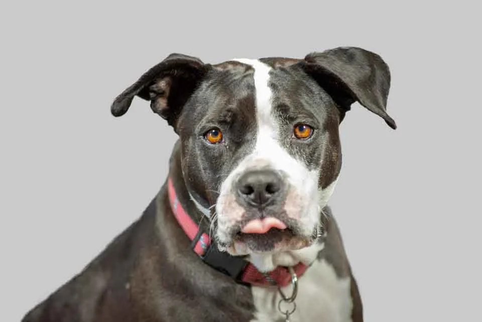 Rosie The Dog