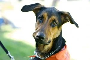 The First Family of California Agrees: Adopt a Shelter Animal, Save a Life