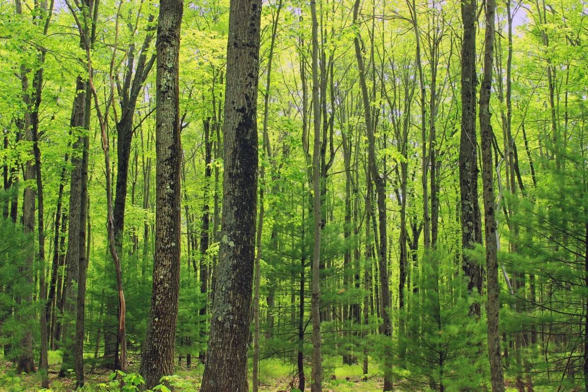 trees_nature_forest_spring_hiking_pennsylvania_creativecommons_trunks-427485.jpg!d.jpg