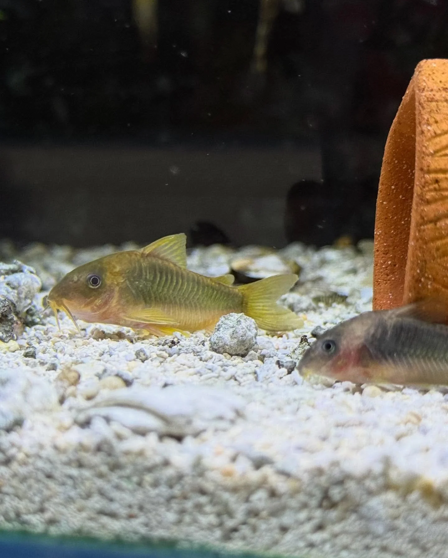 A few new freshwater arrivals! 
.
.
.
.
.
#southernaquaticslfs #localfishstore #roswell #georgia #atlanta #marietta #woodstock #alpharetta #plantedaquarium #plantedtank #freshwaterfish #nanotank #southamericancichlids #africancichilds #plants #centra